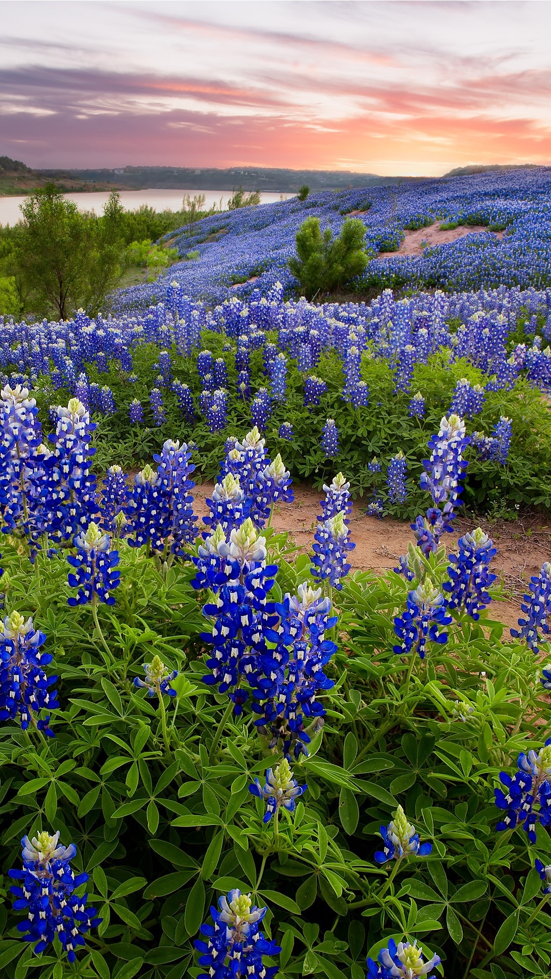 Dazzling sunrise at Muleshoe Bend, Majestic bluebonnets, Texas landscape, Windows spotlight, 1080x1920 Full HD Phone