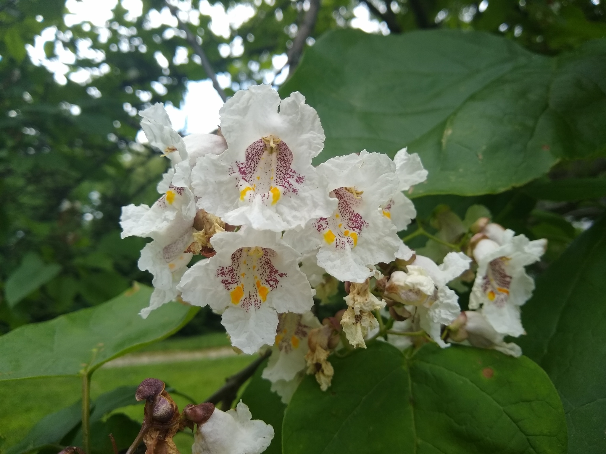 Bois chavanon, Catalpa speciosa, Plants candide, 2050x1540 HD Desktop