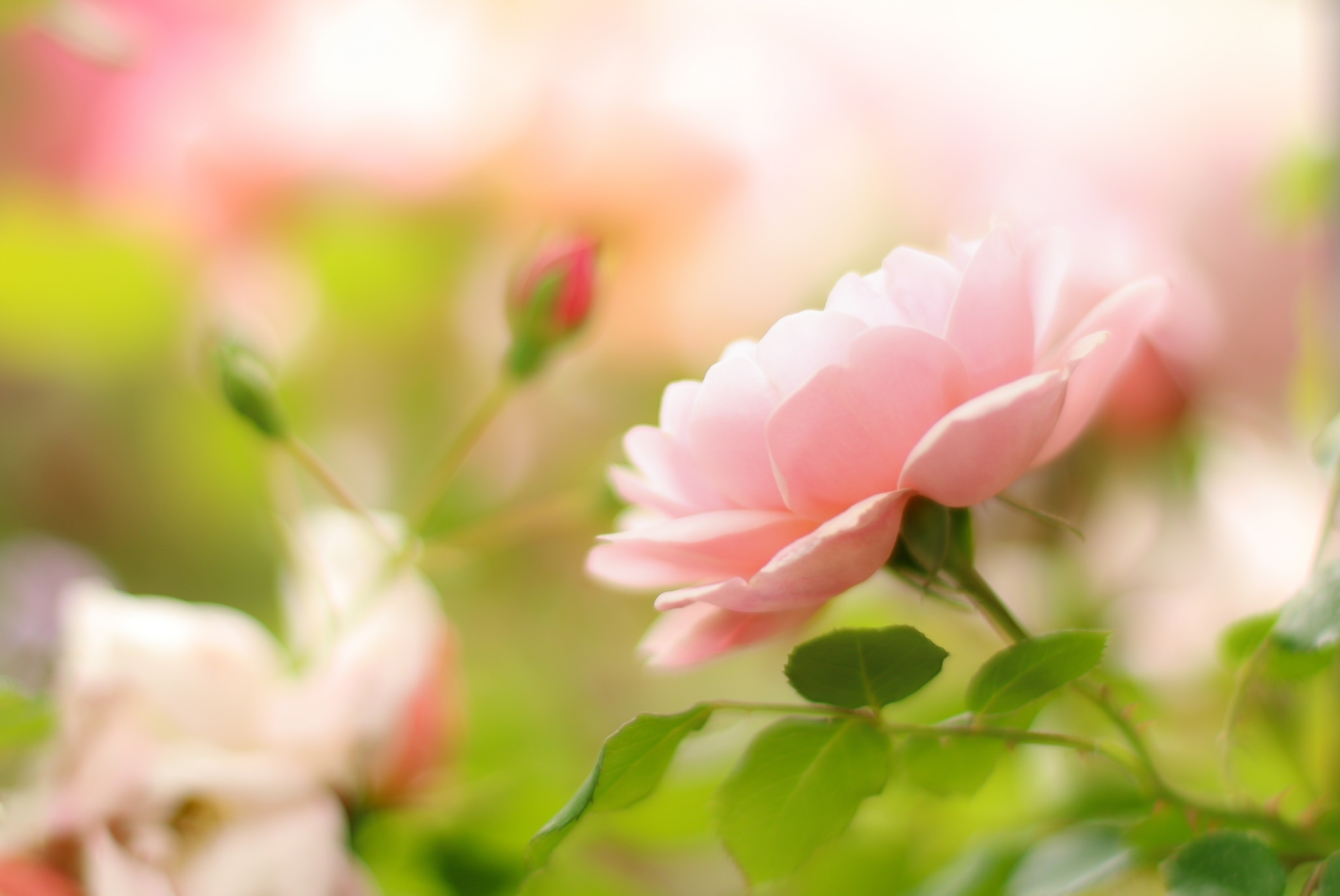 Blooming pink rose, Unopened rose bud, Sunlit garden bokeh, HD Desktop wallpaper