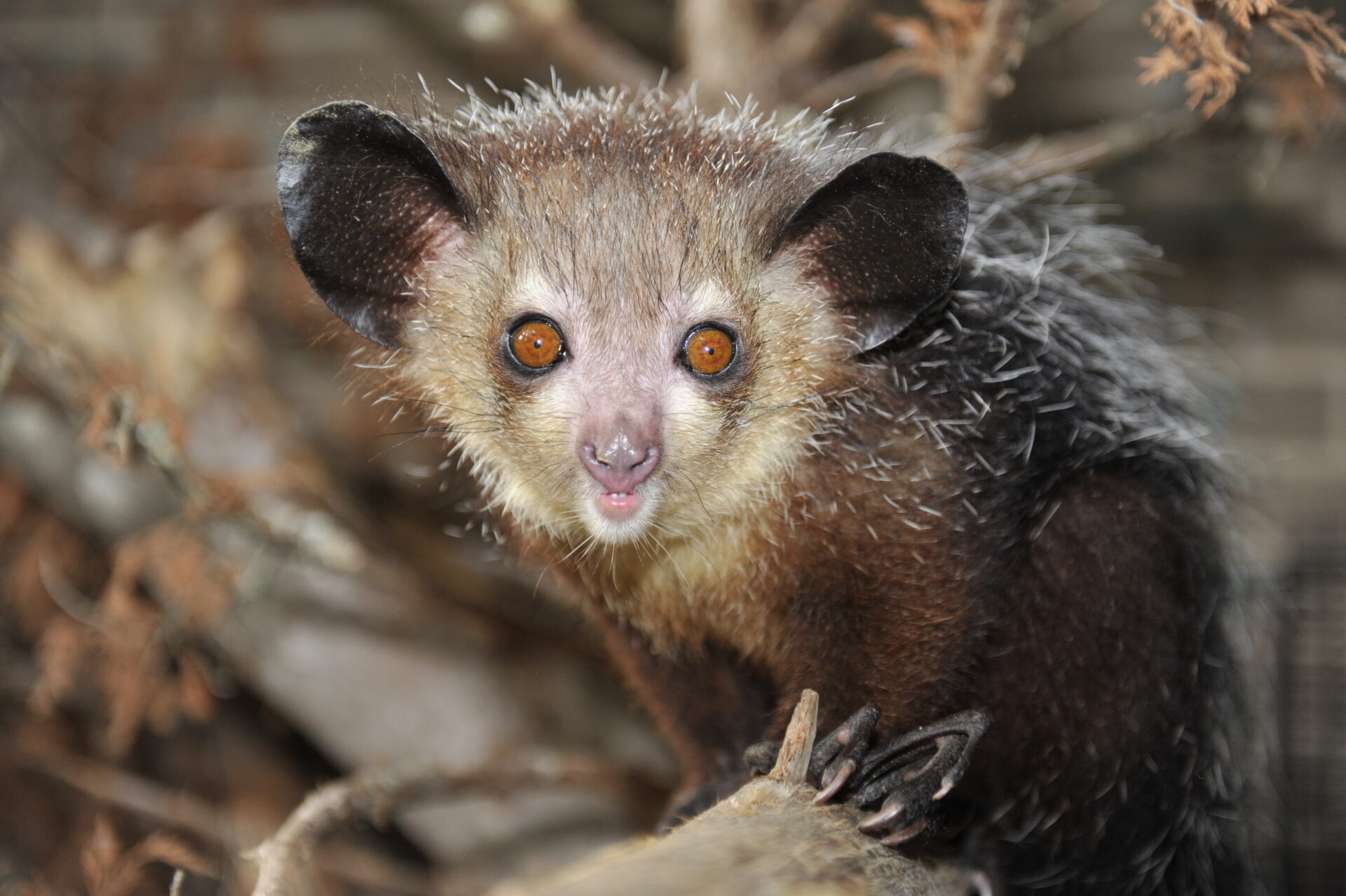 Duke Lemur Center's Aye Aye, Leaping lemur action, Conservation efforts, Primate research, 1920x1280 HD Desktop