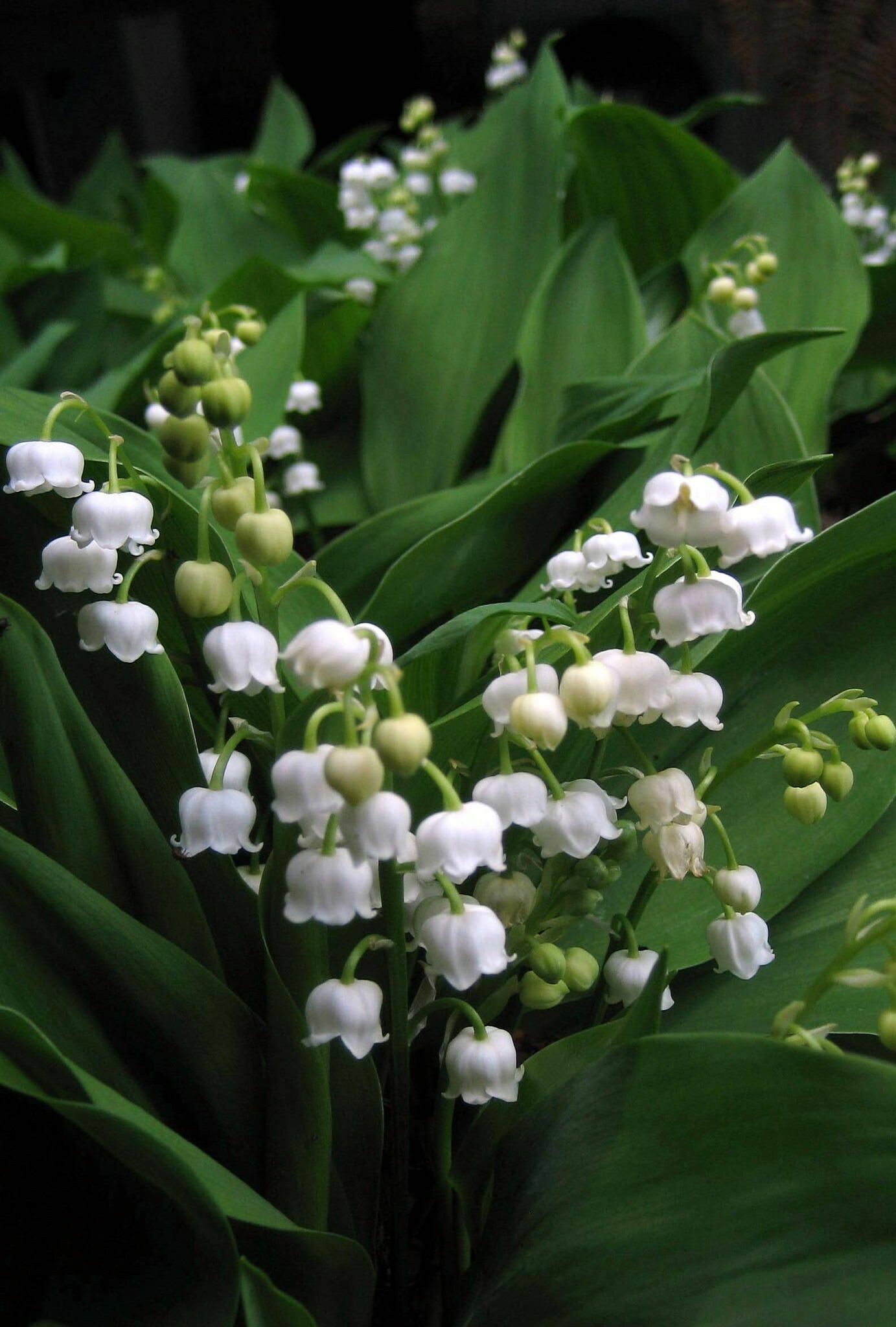 Lily of the Valley, Lily bouquet, Floral beauty, Nature's gift, 1390x2050 HD Phone