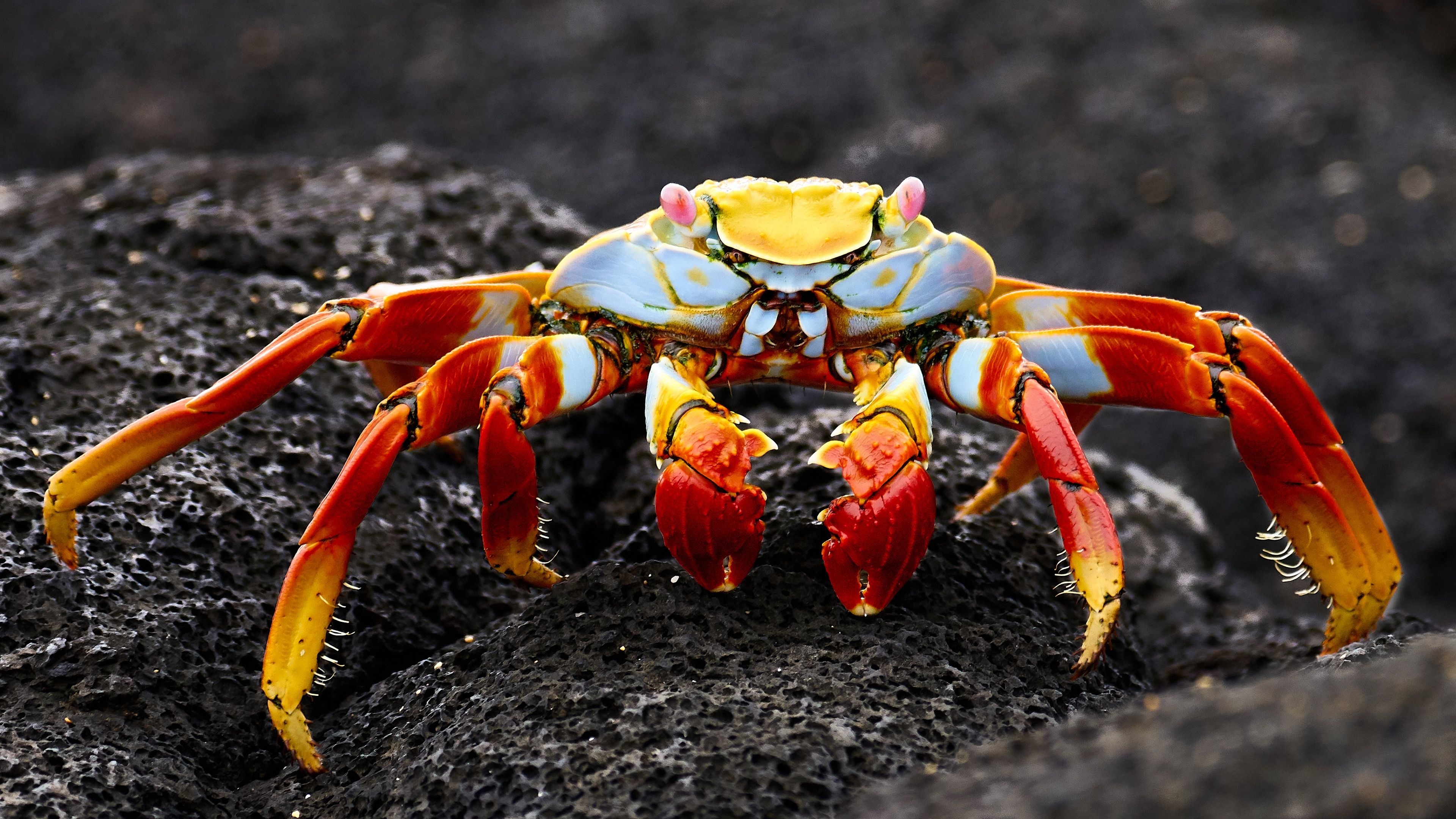 3840x2160 crab images, High-quality wallpapers, Stunning backgrounds, Visual appeal, 3840x2160 4K Desktop