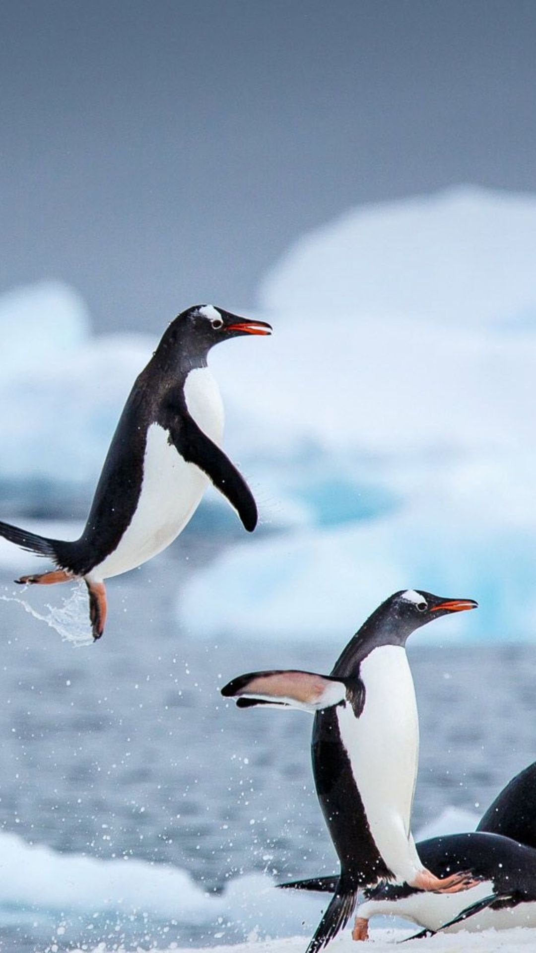 Penguin wallpapers, Adorable creatures, Nature's wonders, Penguin beauty, 1080x1920 Full HD Phone