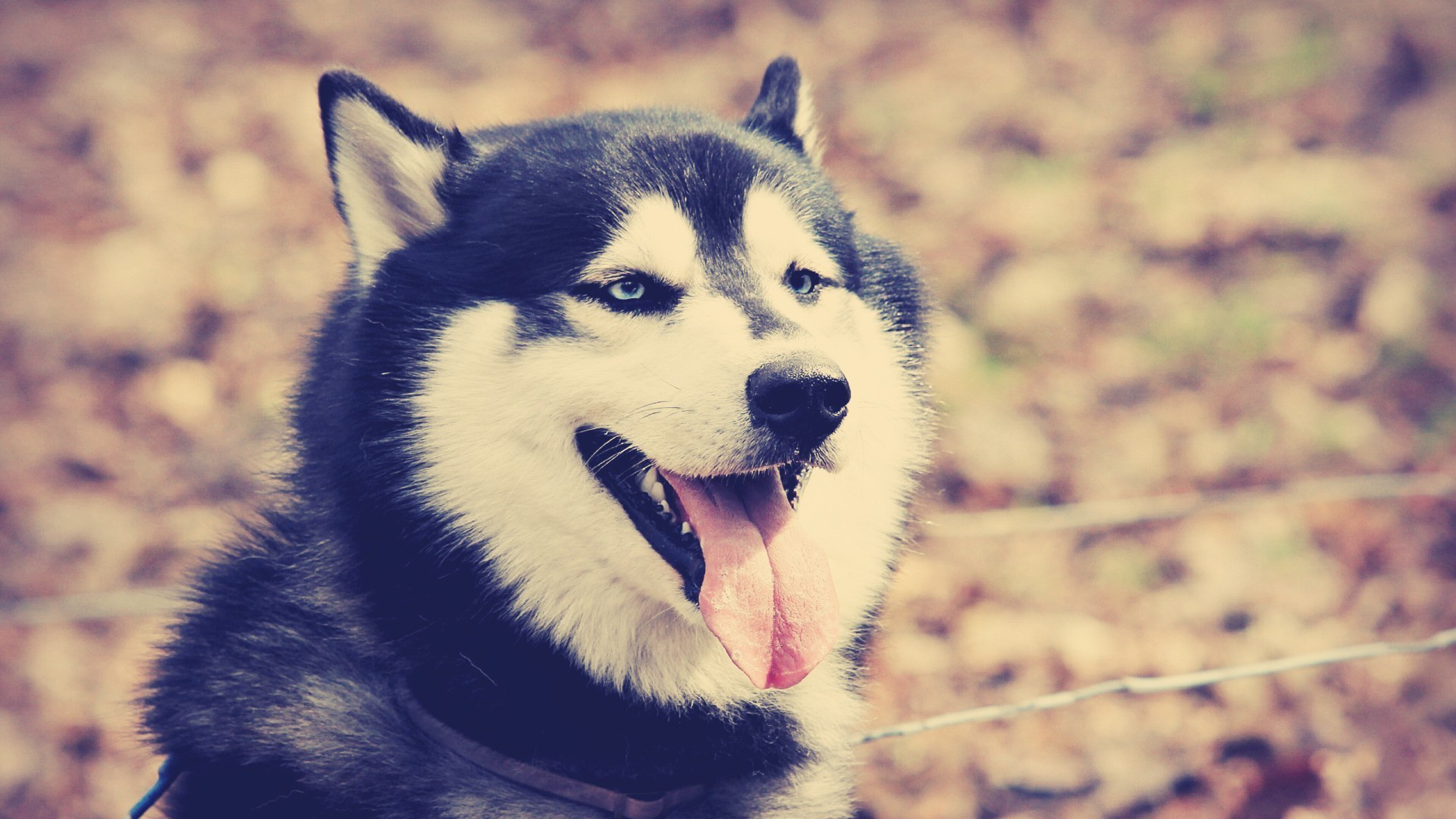 Siberian Husky beauty, Animal photography at its finest, Striking visuals, HD animals, 3840x2160 4K Desktop