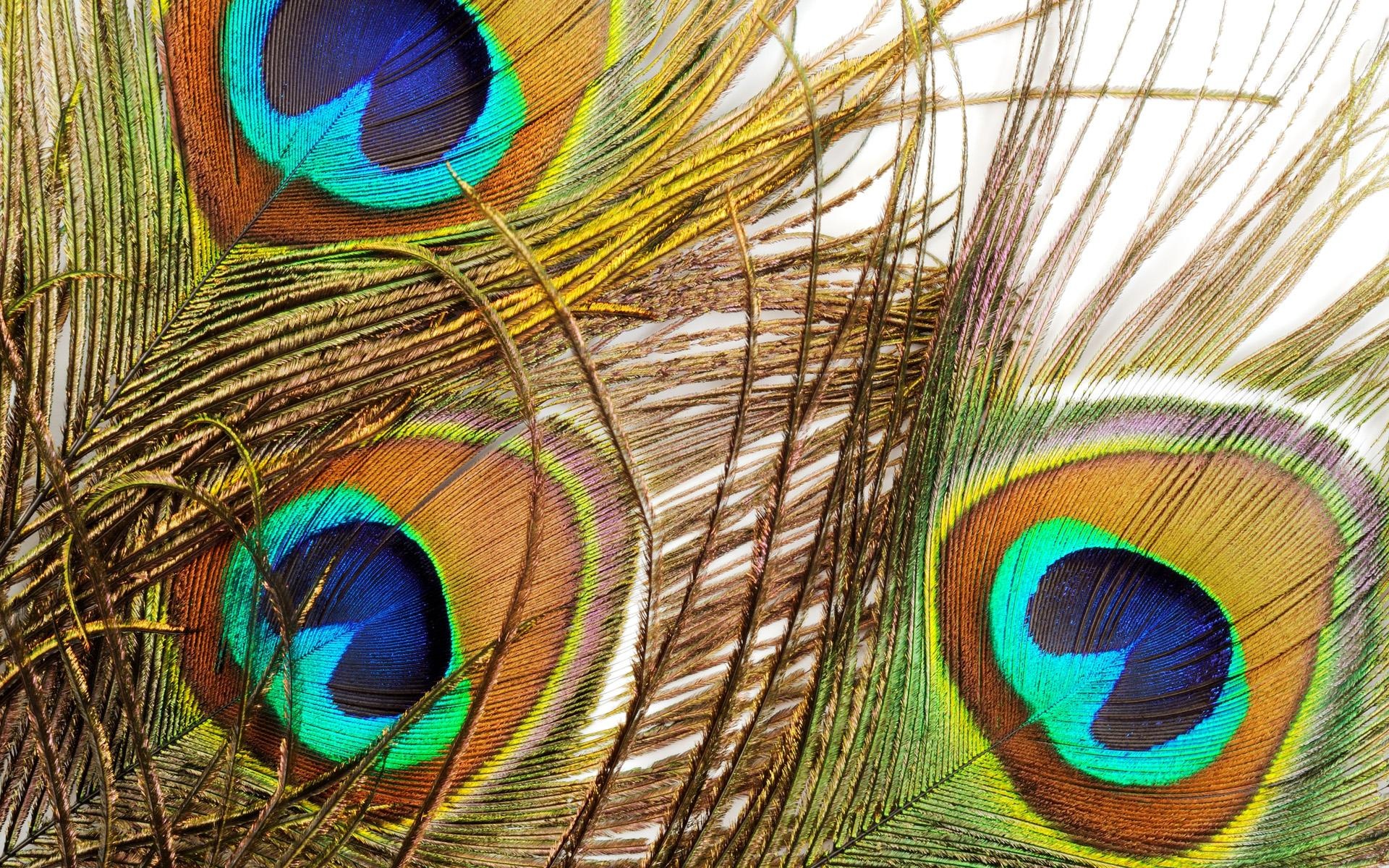 Peacock eye feathers, Iridescent plumage ocelli, Macro feather texture, HD Desktop wallpaper