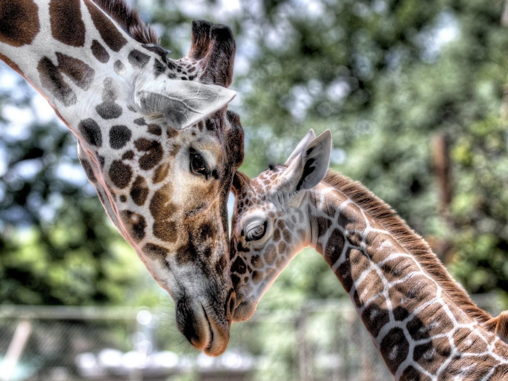 Tender giraffe moments, Adorable mother and cub, Heartwarming tenderness, Gentle beauty, 1920x1440 HD Desktop