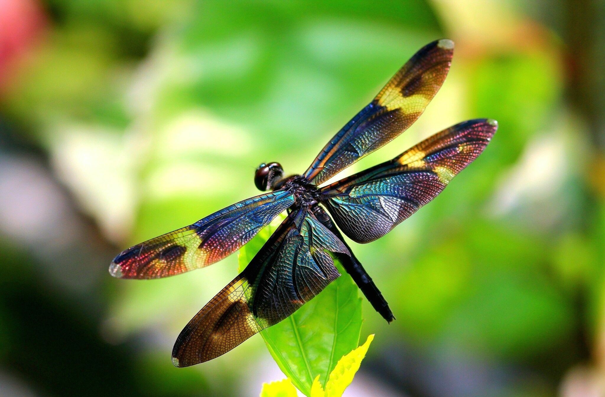 Dragonfly, Majestic insect, Aerial acrobats, Nature's helicopter, 2050x1350 HD Desktop