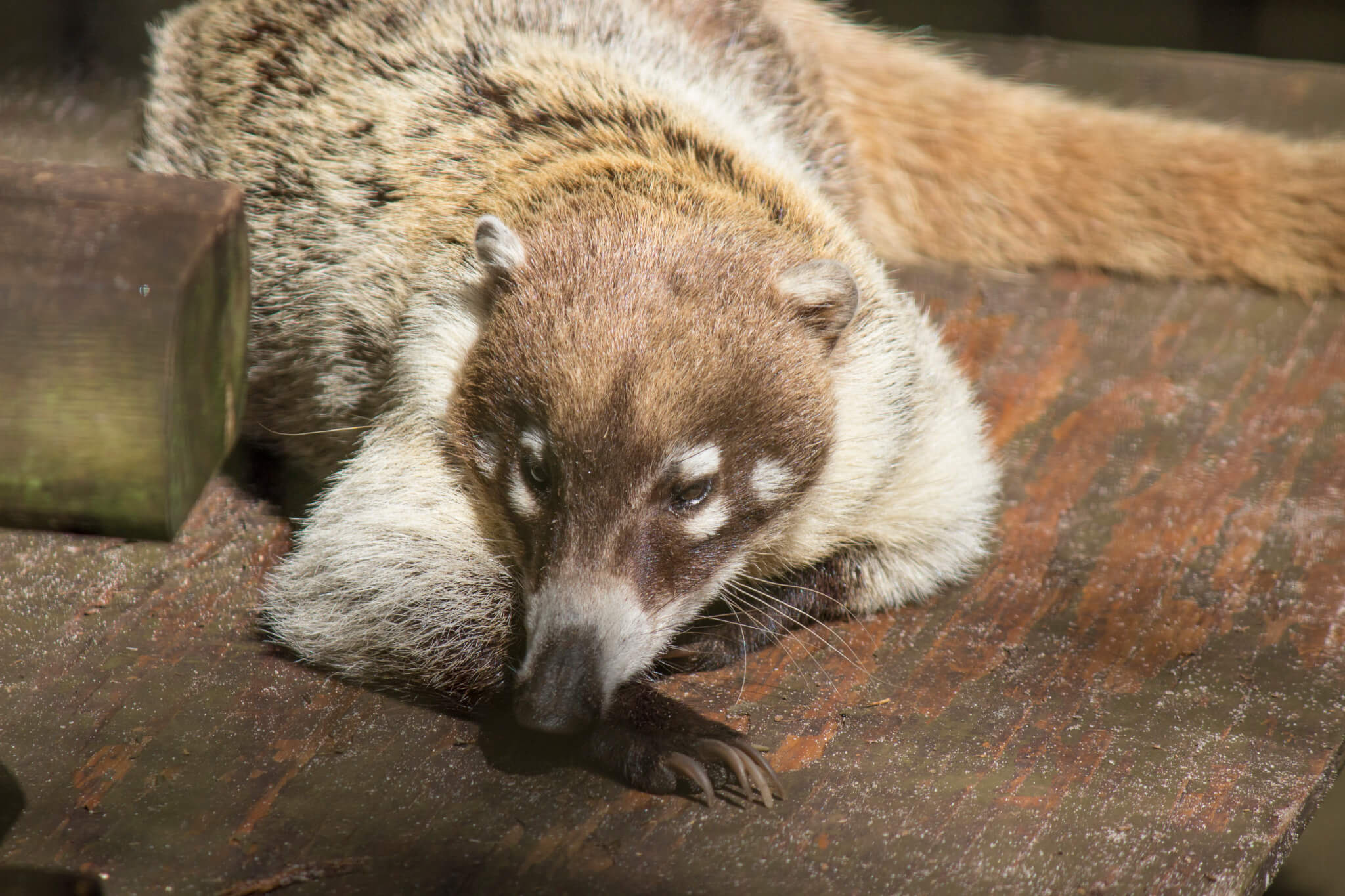 White nosed coati, Wildlife animal, Nature, 2019, 2050x1370 HD Desktop