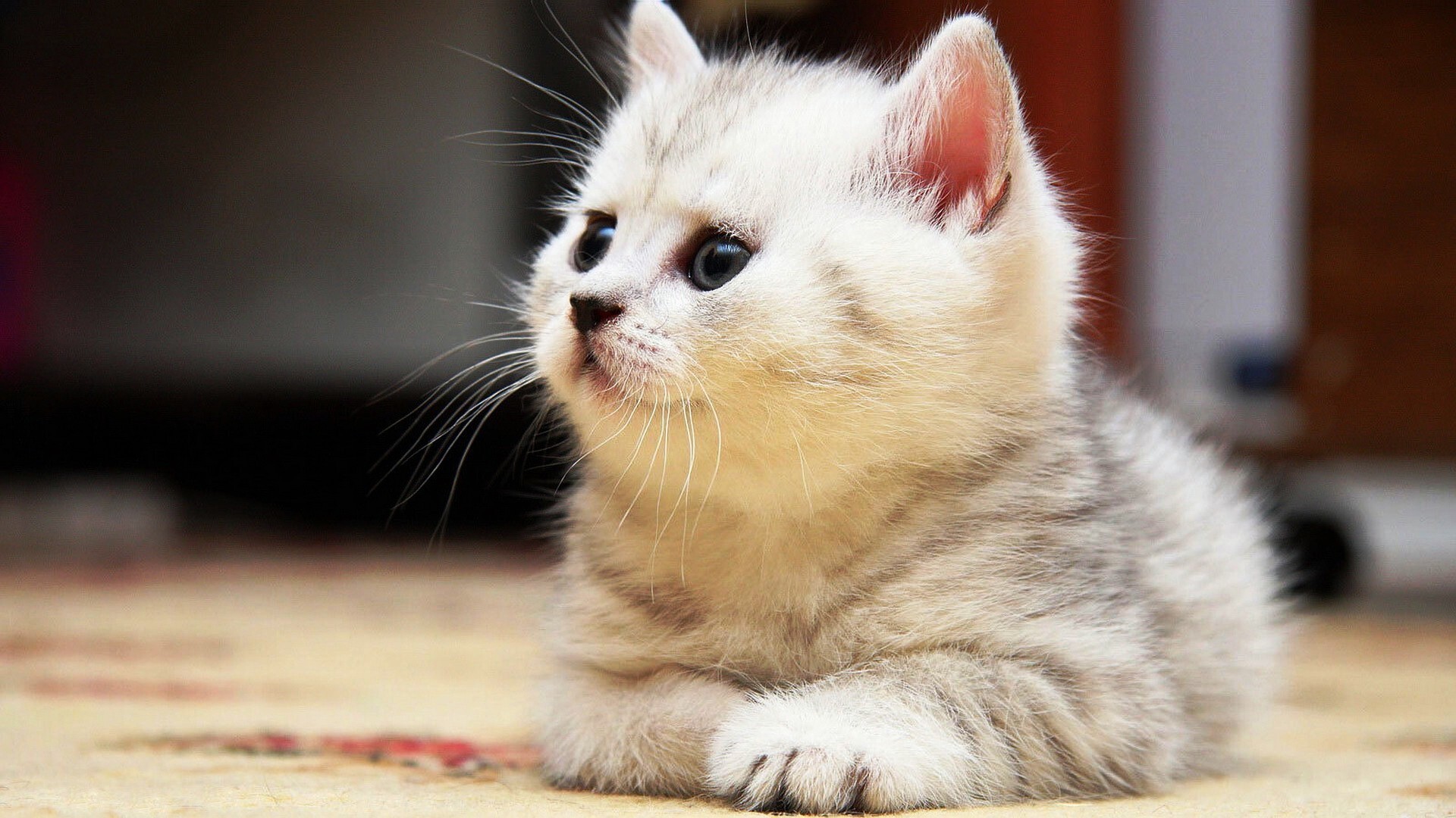 Sweet grey kitten wallpaper, HD gallery blinds, Grey kitten, Wallpaper, 1920x1080 Full HD Desktop