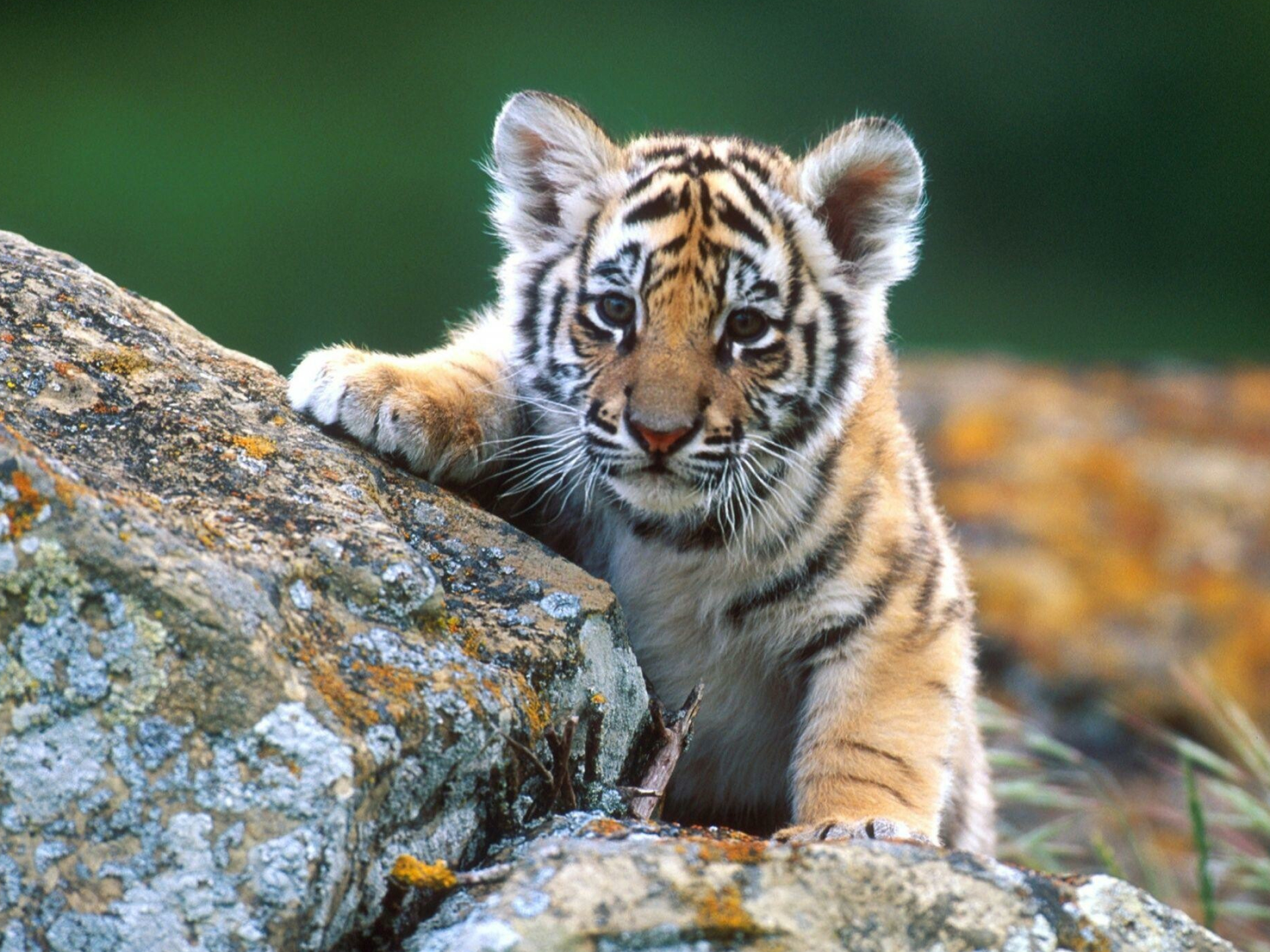 Tiger cub wallpapers, Top free, Tiger cub backgrounds, 2050x1540 HD Desktop