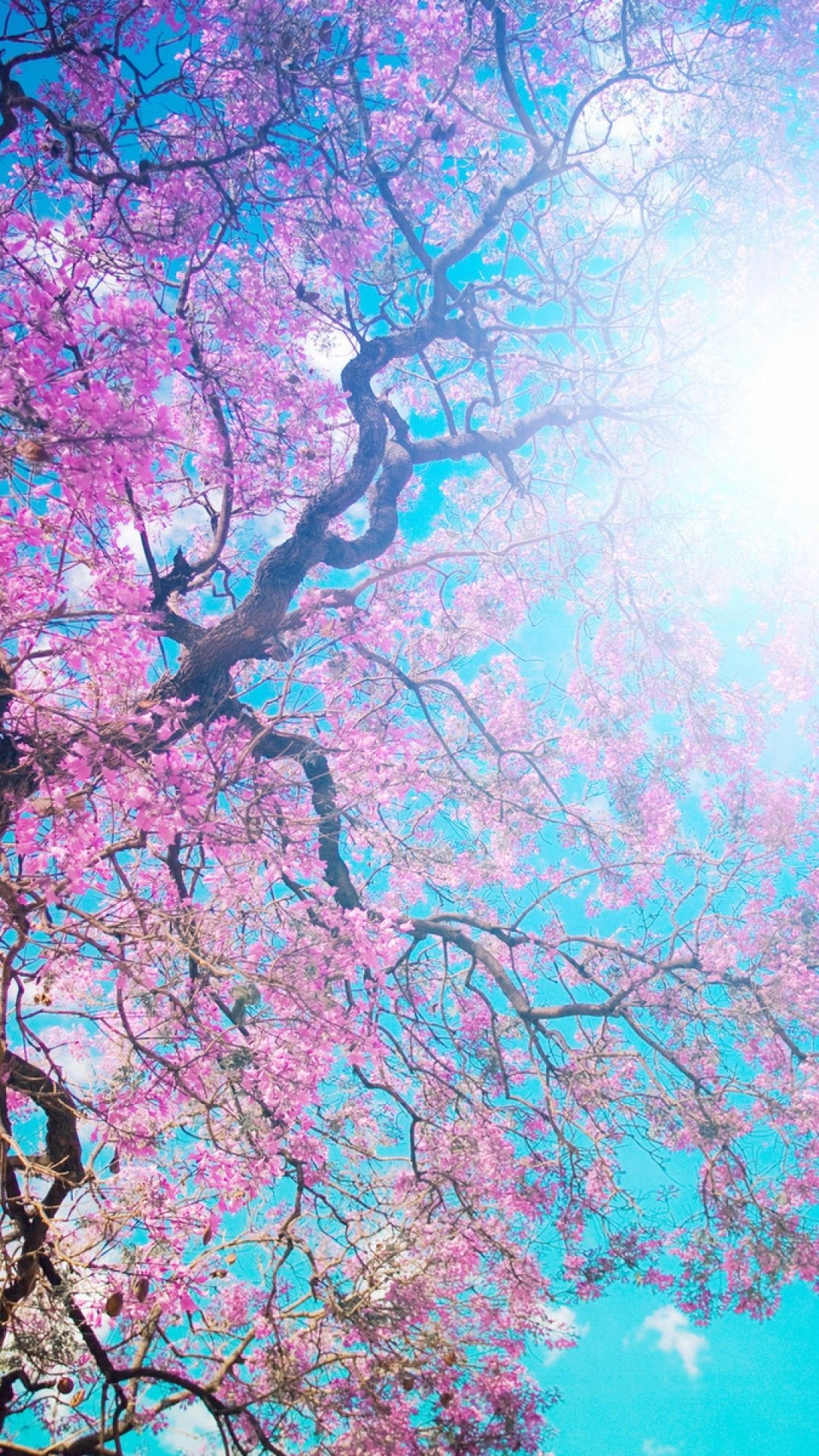Blooming sakura tree canopy, Sprawling tree branches, Bright cyan blue sky, Full HD Phone wallpaper