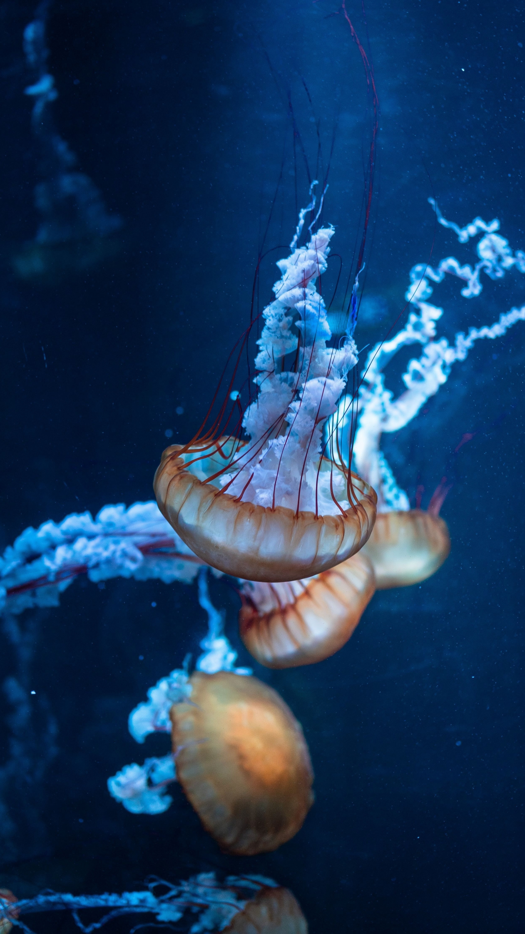 Aqua jellyfish, High definition, Submerged spectacles, Splash of colors, 2160x3840 4K Phone