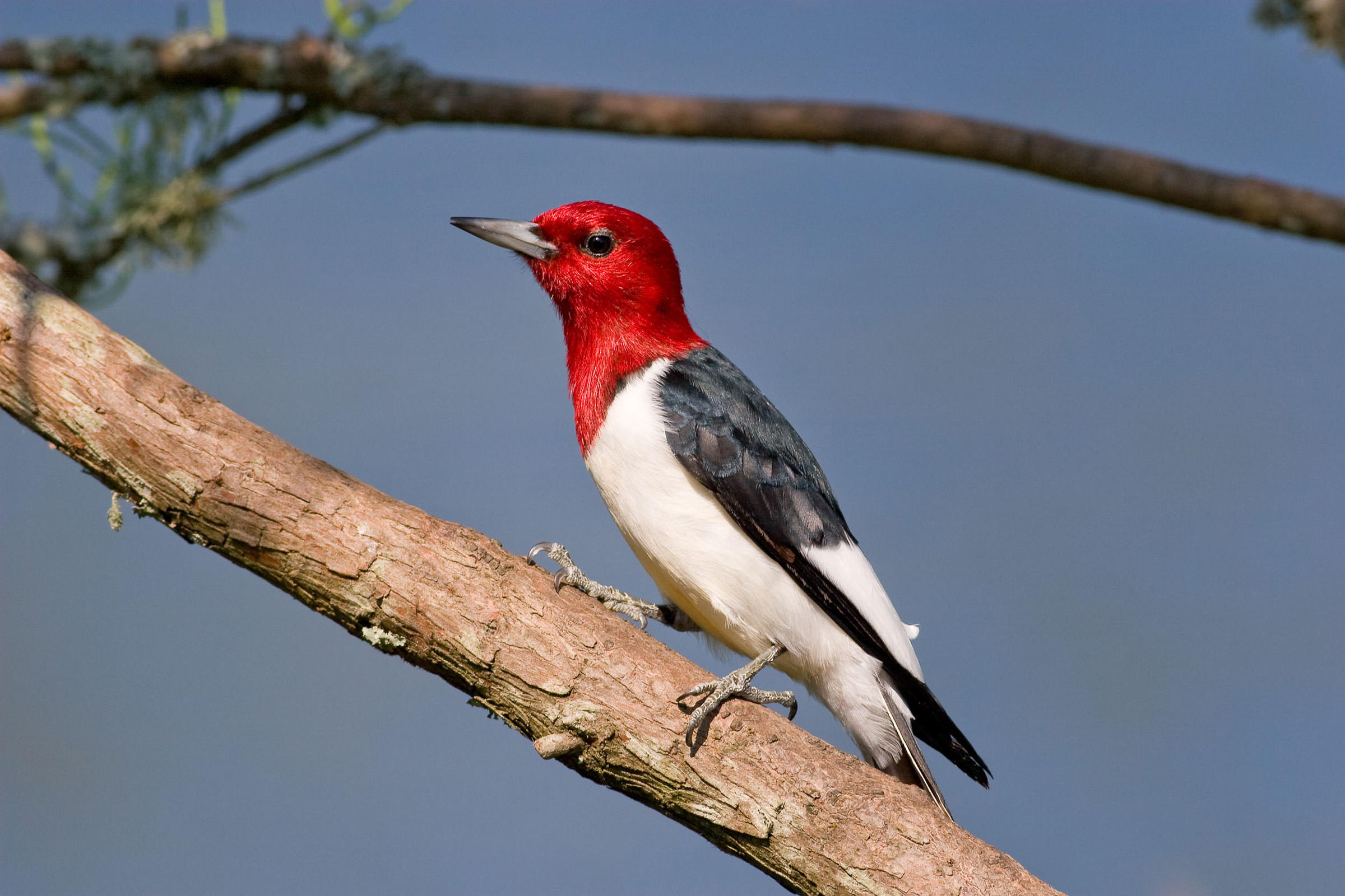 Woodpecker, Majestic bird, Distinctive wallpaper, Animal kingdom, 2400x1600 HD Desktop