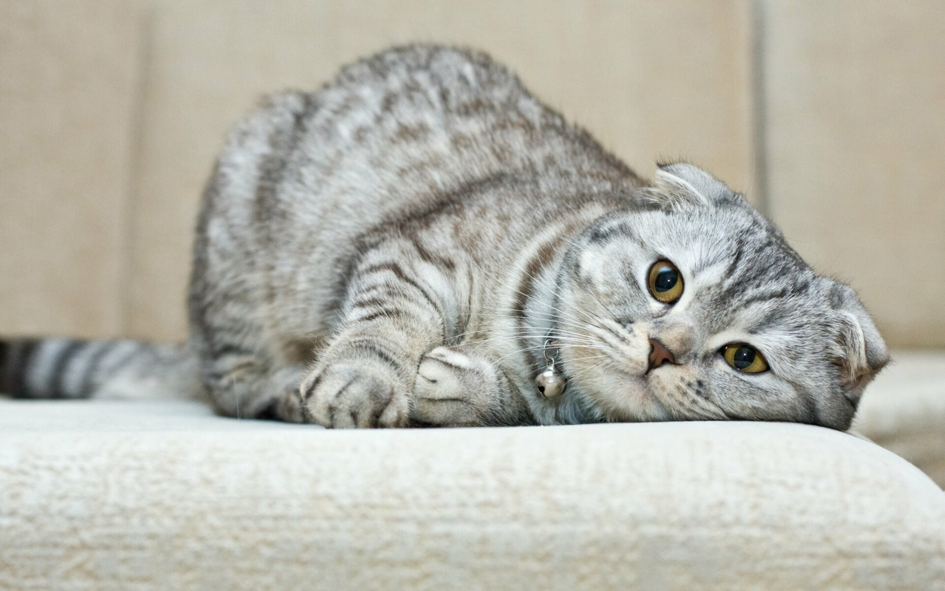 Scottish Fold, Cute and cuddly, Gray coat, Playful pets, 1920x1200 HD Desktop