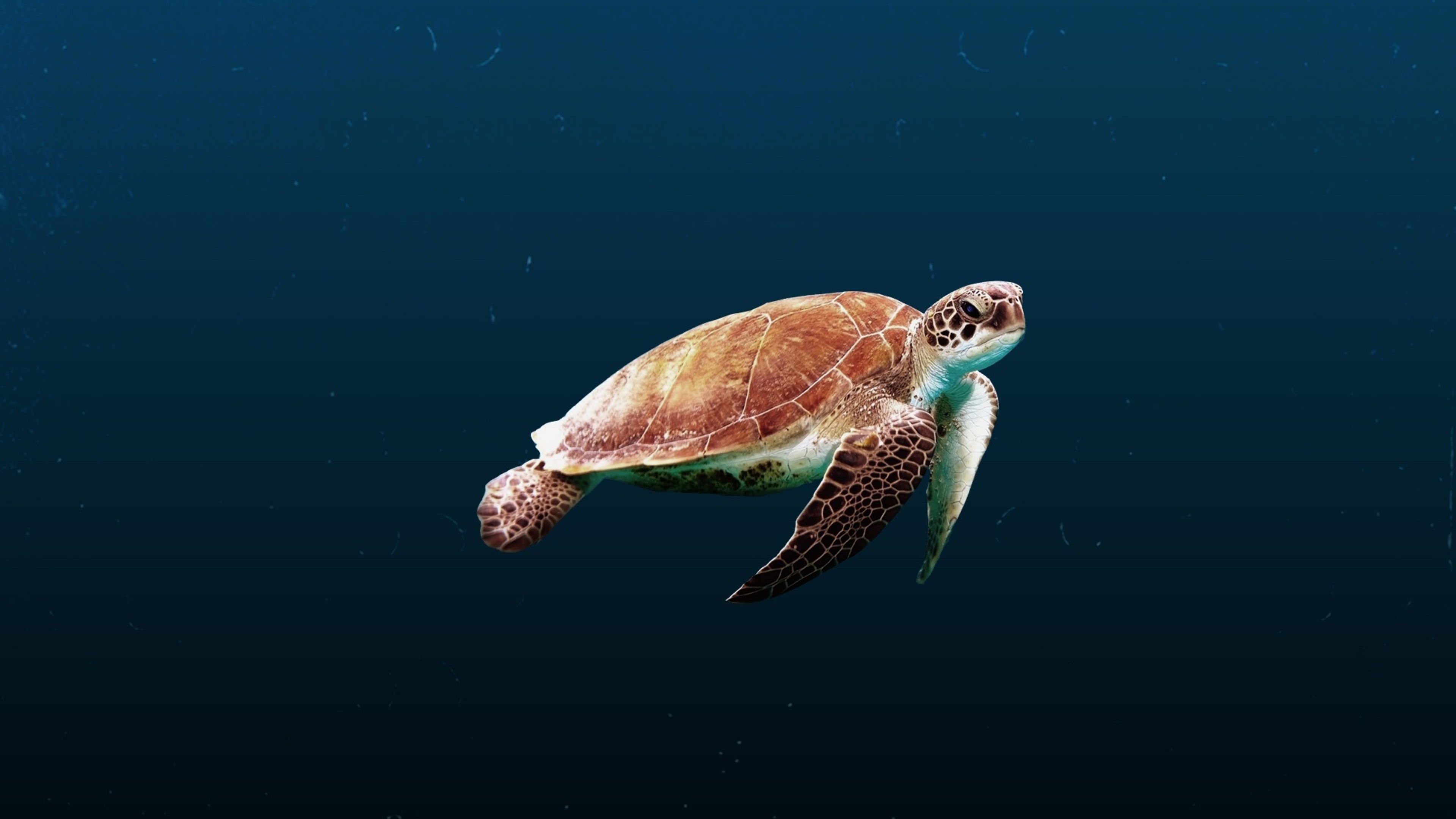Chelonia mydas, Sea Turtles Wallpaper, 3840x2160 4K Desktop