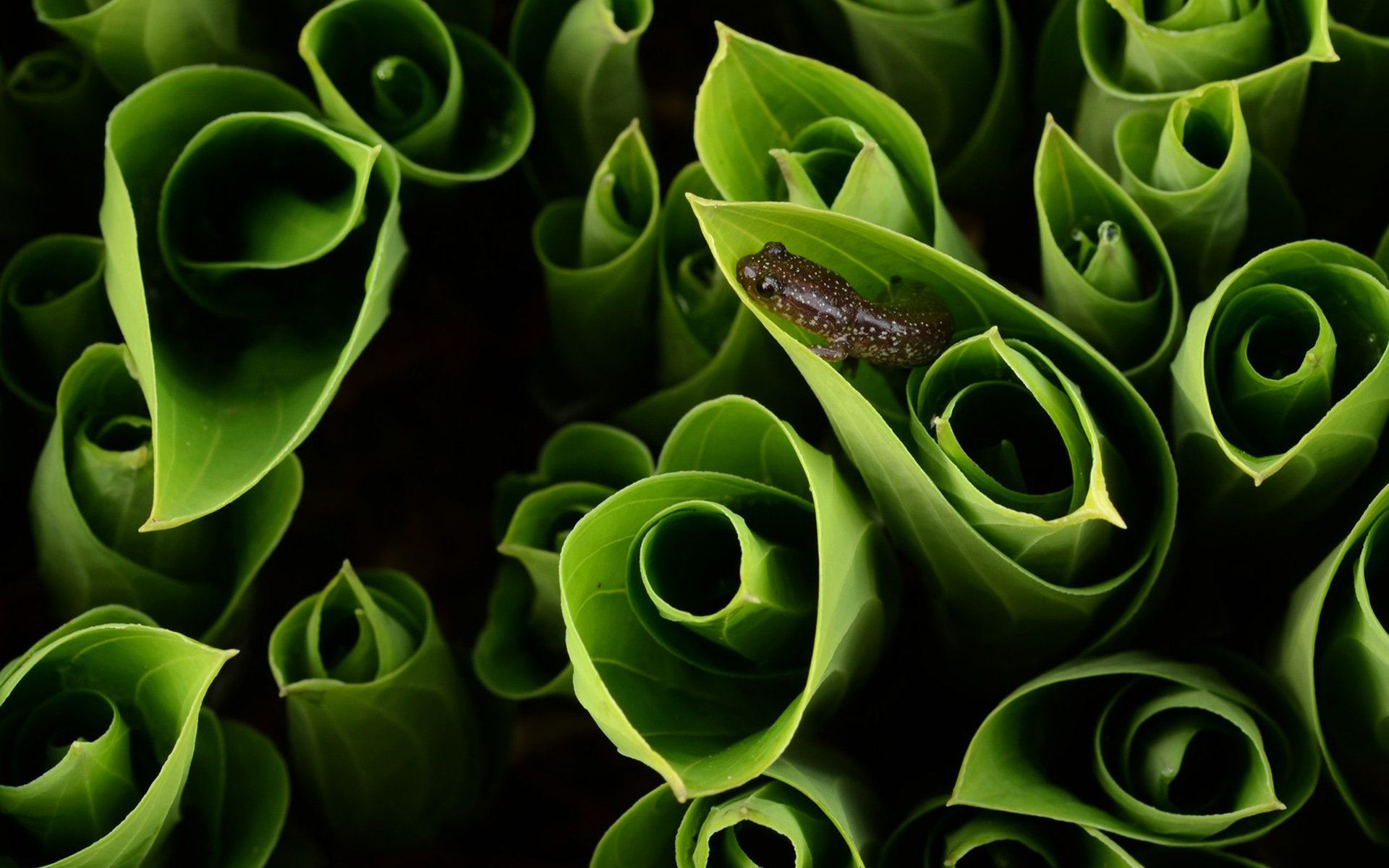 HD salamander wallpapers for desktop, High-quality background images, Wallpaper choice for nature enthusiasts, Wildlife art, 1920x1200 HD Desktop