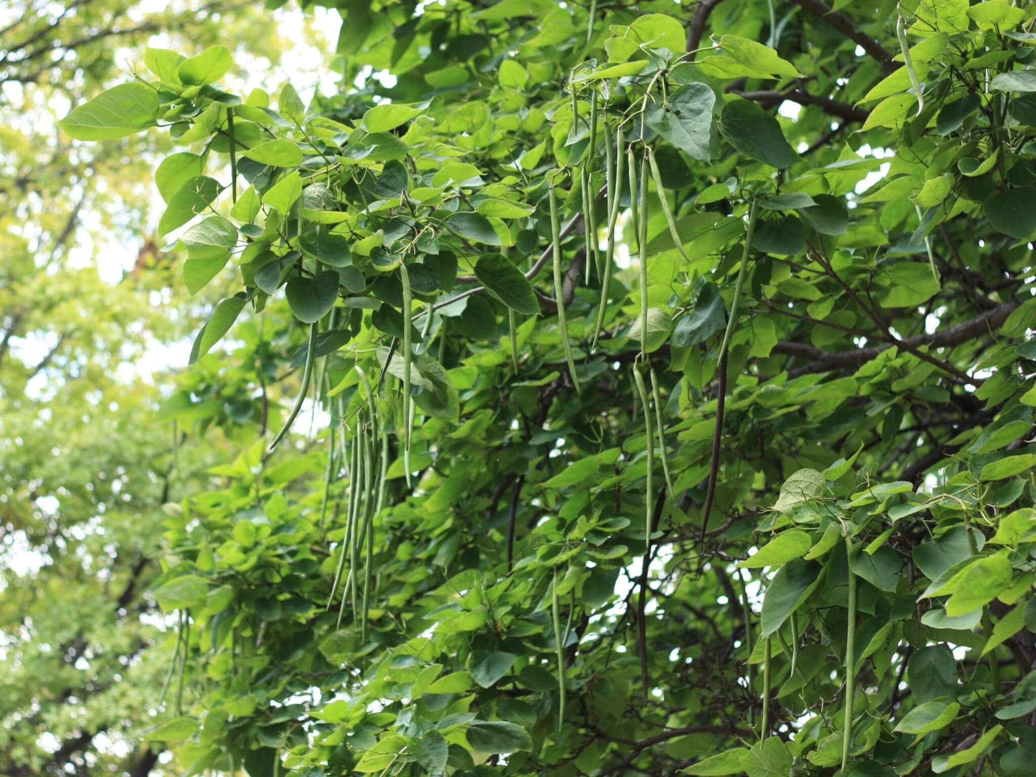 Catalpa, Northern, Campbells Nursery, 2050x1540 HD Desktop