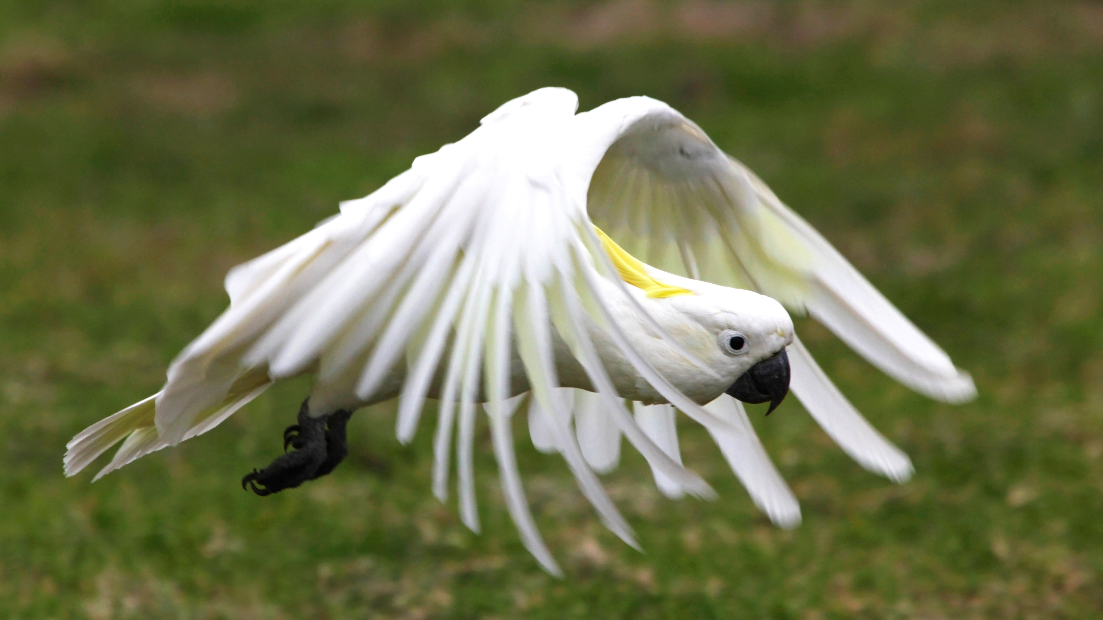 Yellow crested cockatoo, Best wallpaper, Avian elegance, Beautiful plumage, 3840x2160 4K Desktop