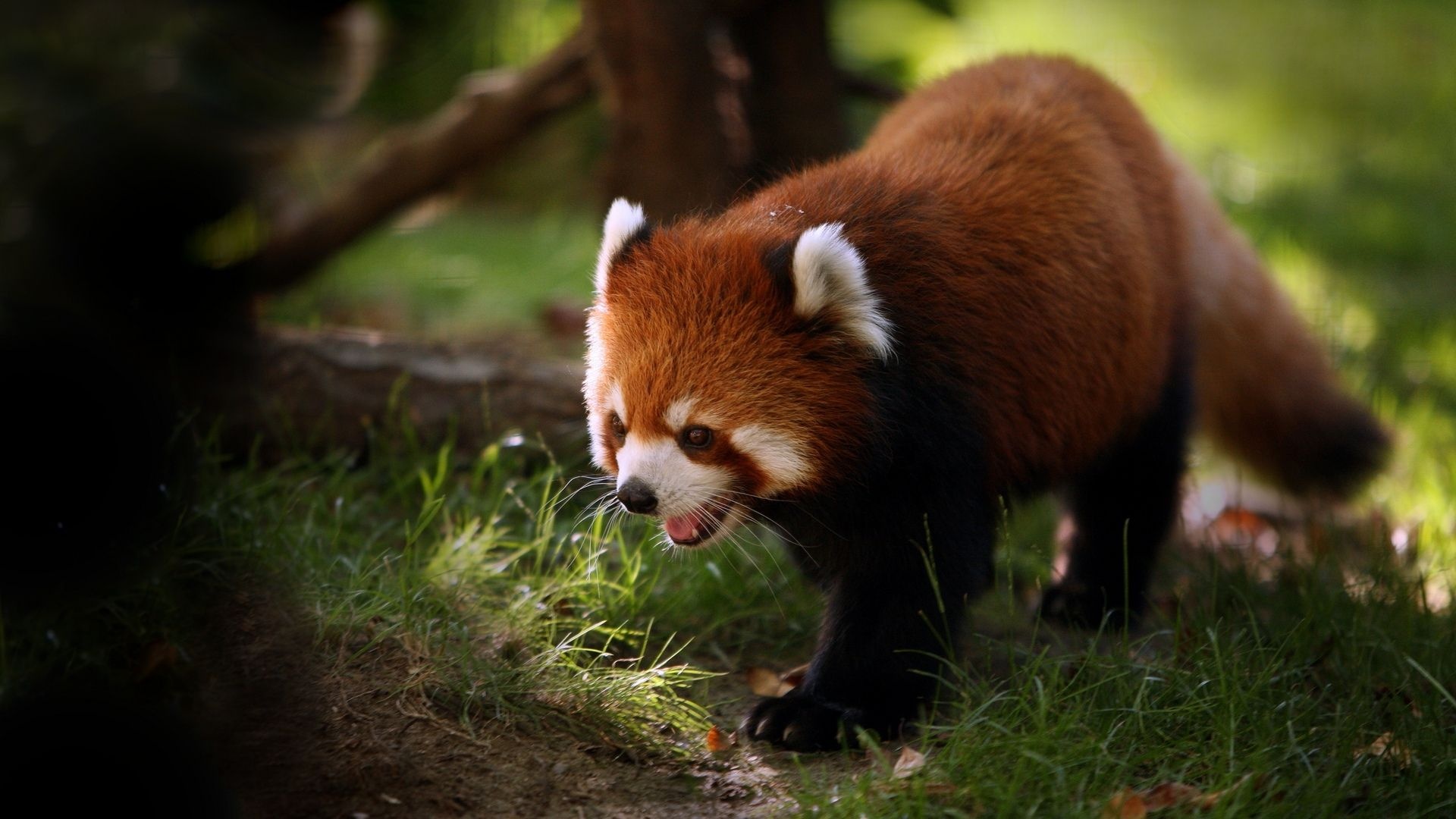 Red panda, Jungle Animal Wallpaper, 1920x1080 Full HD Desktop