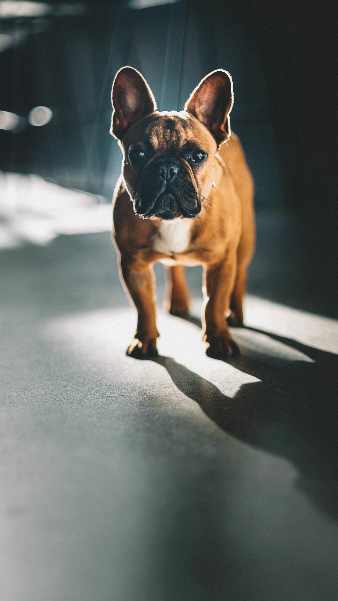 French Bulldog, Phone wallpaper, Glance at the dog, Pet background, 1350x2400 HD Phone