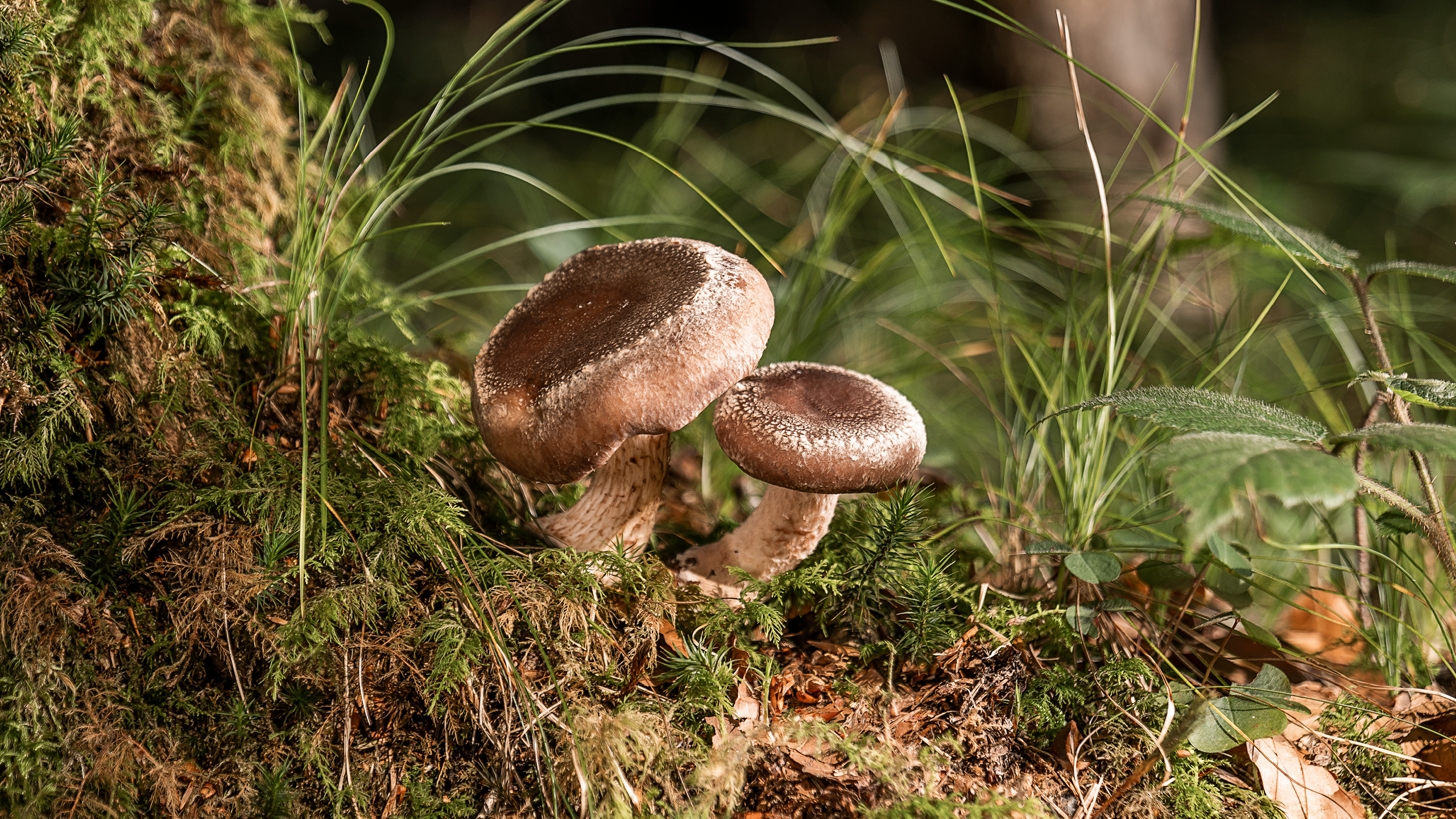 Kernser edelpilze, Schweizer, Bio pilze, Shiitake, 2560x1440 HD Desktop