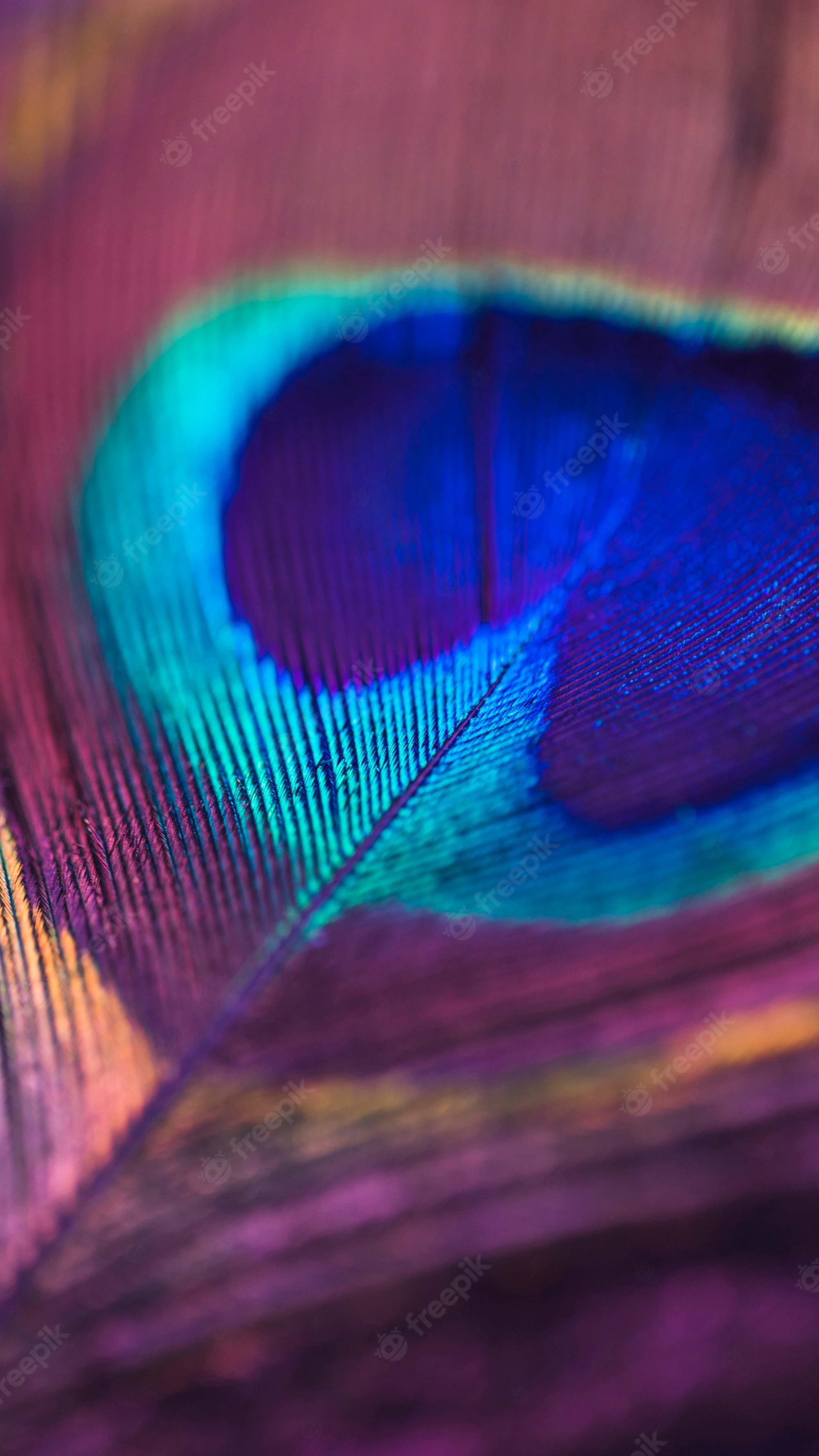 Macro peacock feather, Peacock feather eyespot, Iridescent purple barbules, HD Phone wallpaper