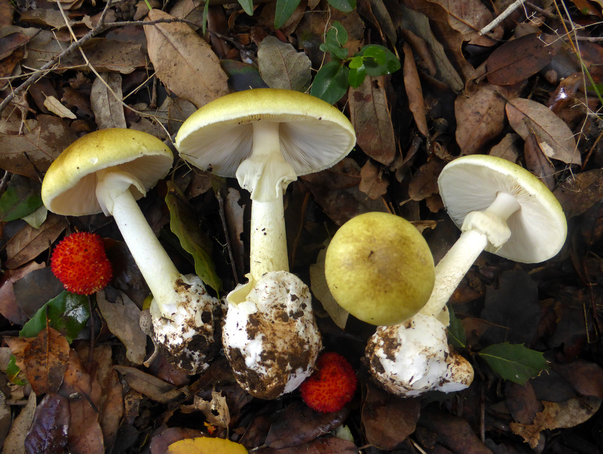 Small town in Greece, Mushroom lovers, World's top destination, Nature's treasures, 2000x1510 HD Desktop