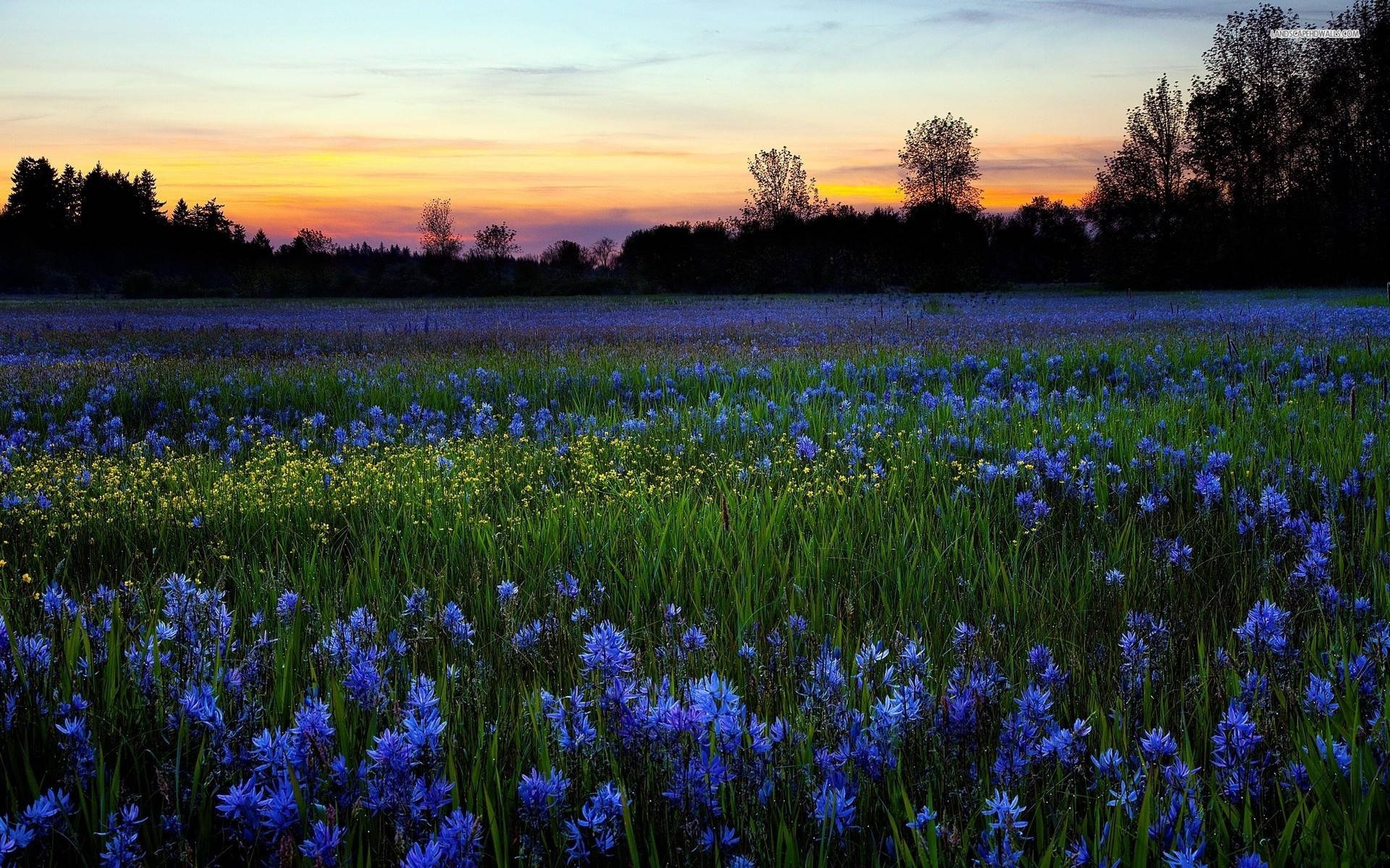 Flower Field, Blooming blossoms, Colorful petals, Nectar collectors, 1920x1200 HD Desktop