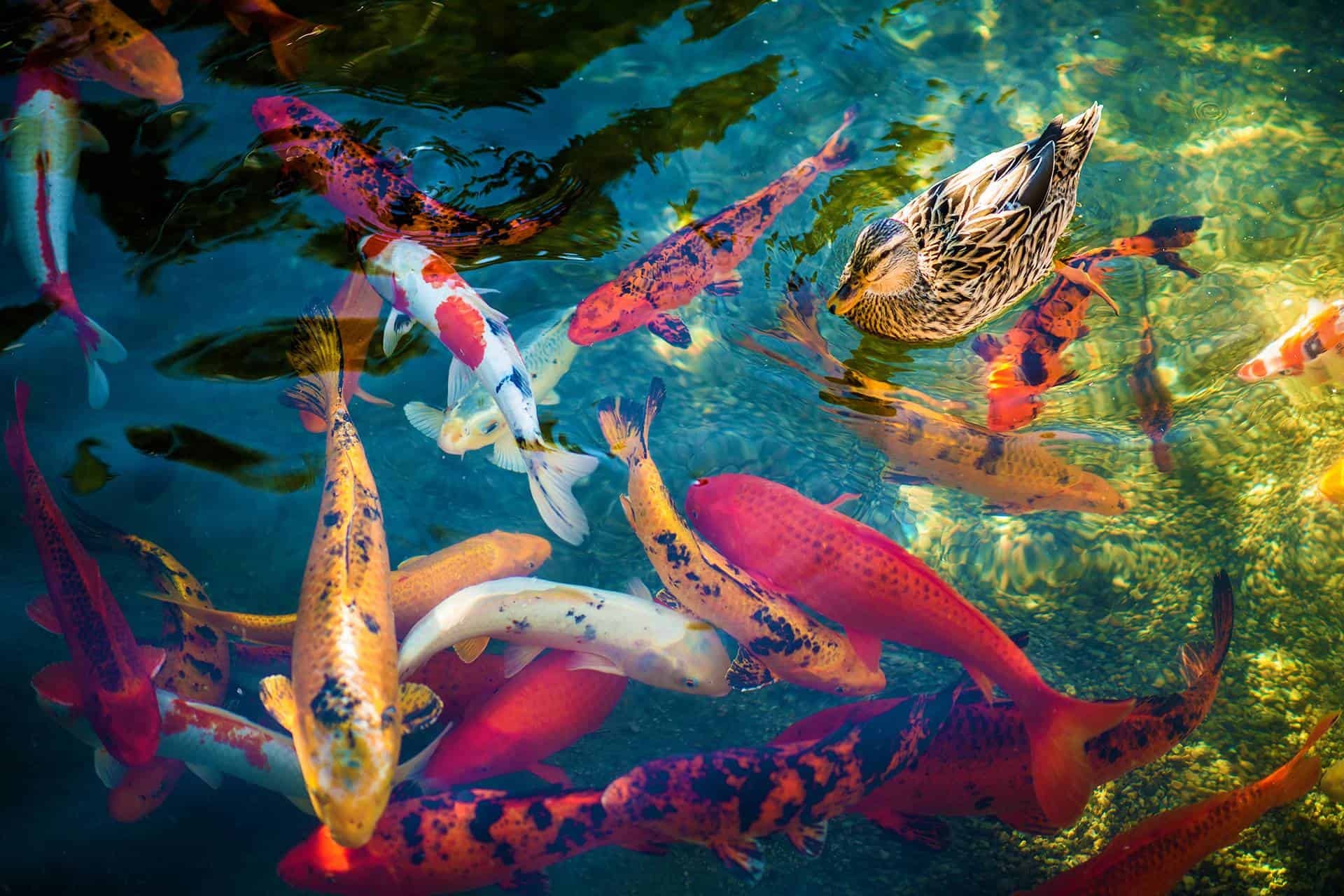 Der Koi und seine, Bedeutung in der, Heutigen Gesellschaft, Majestic creatures, 1920x1280 HD Desktop