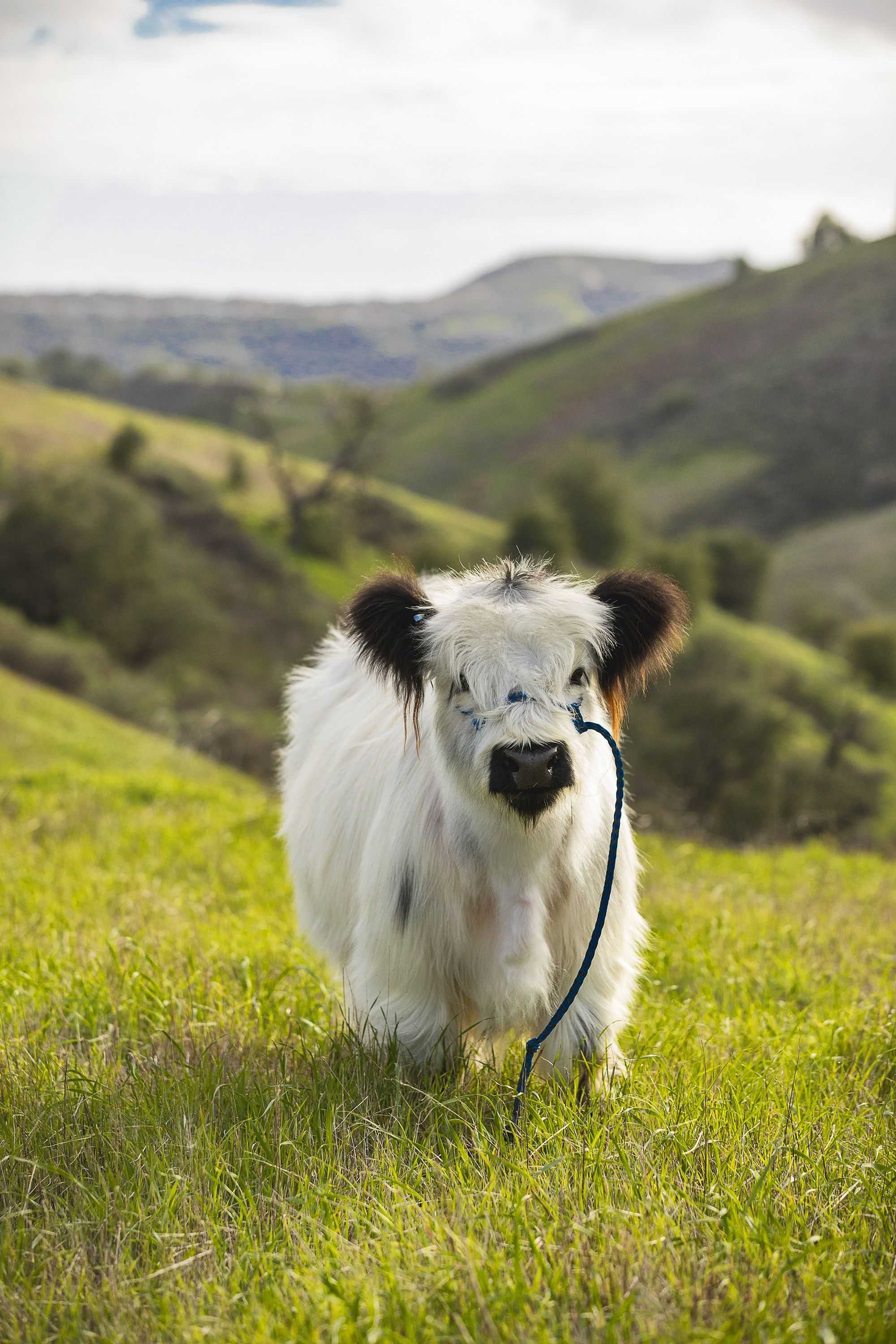 White cute cow, Lovely animal portrait, Bright and cheerful, Wallpaper with character, 2000x3000 HD Phone