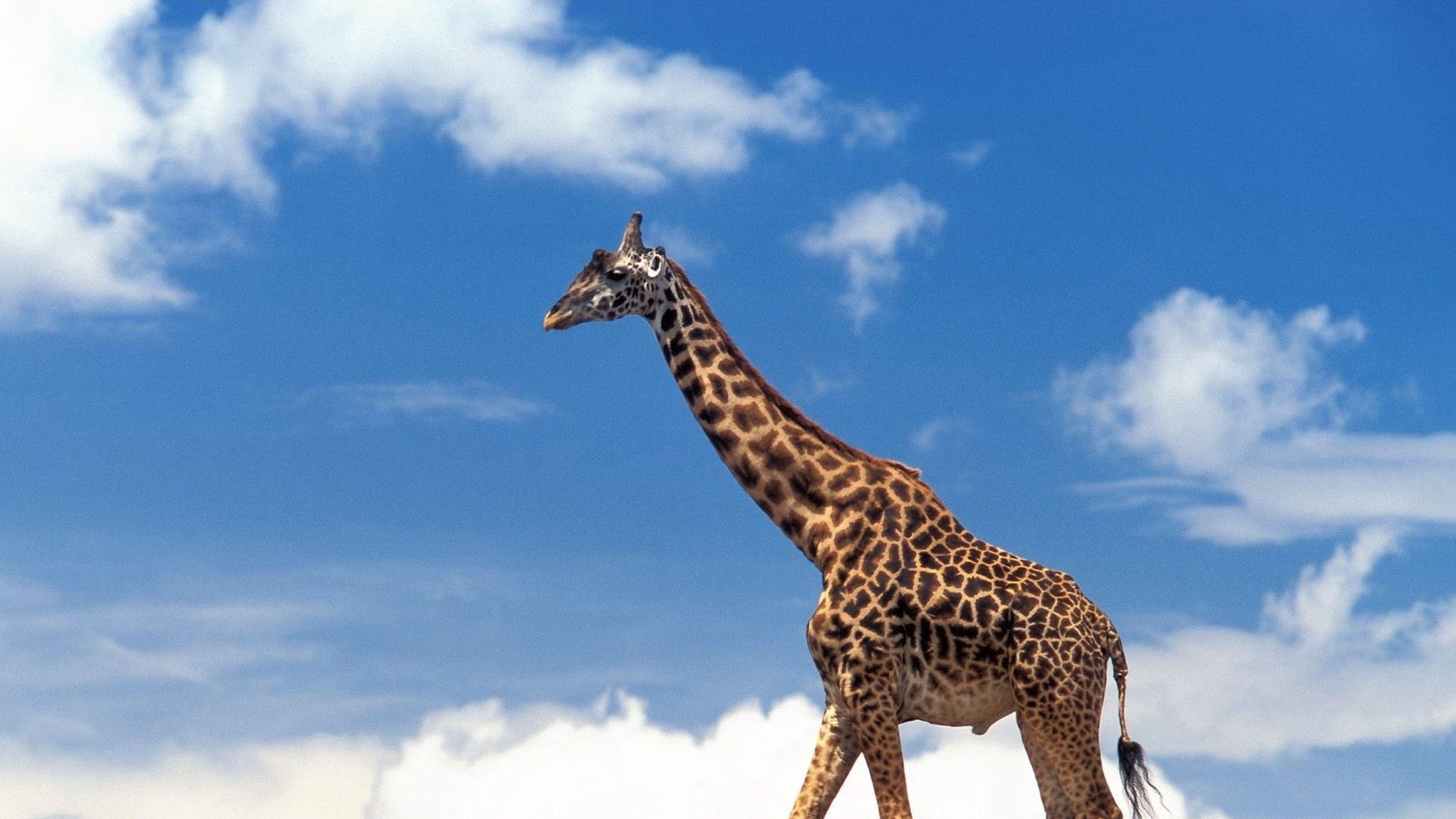 Stunning giraffe portrayals, Nature's beauty, Wildlife's marvels, Photograph perfection, 3840x2160 4K Desktop