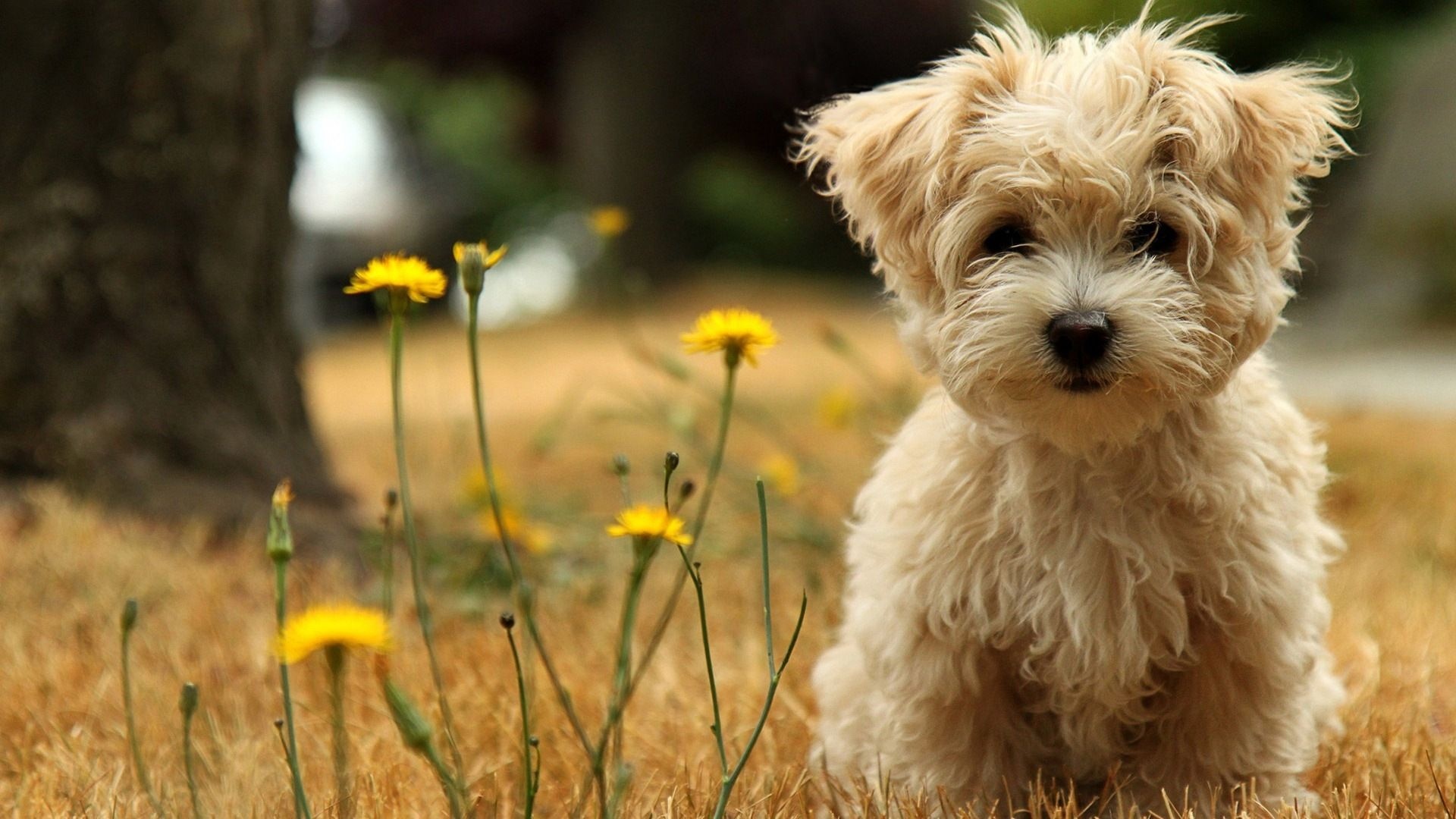 Fluffy cream puppy, Yellow dandelion flowers, Dry grass lawn, Full HD Desktop wallpaper