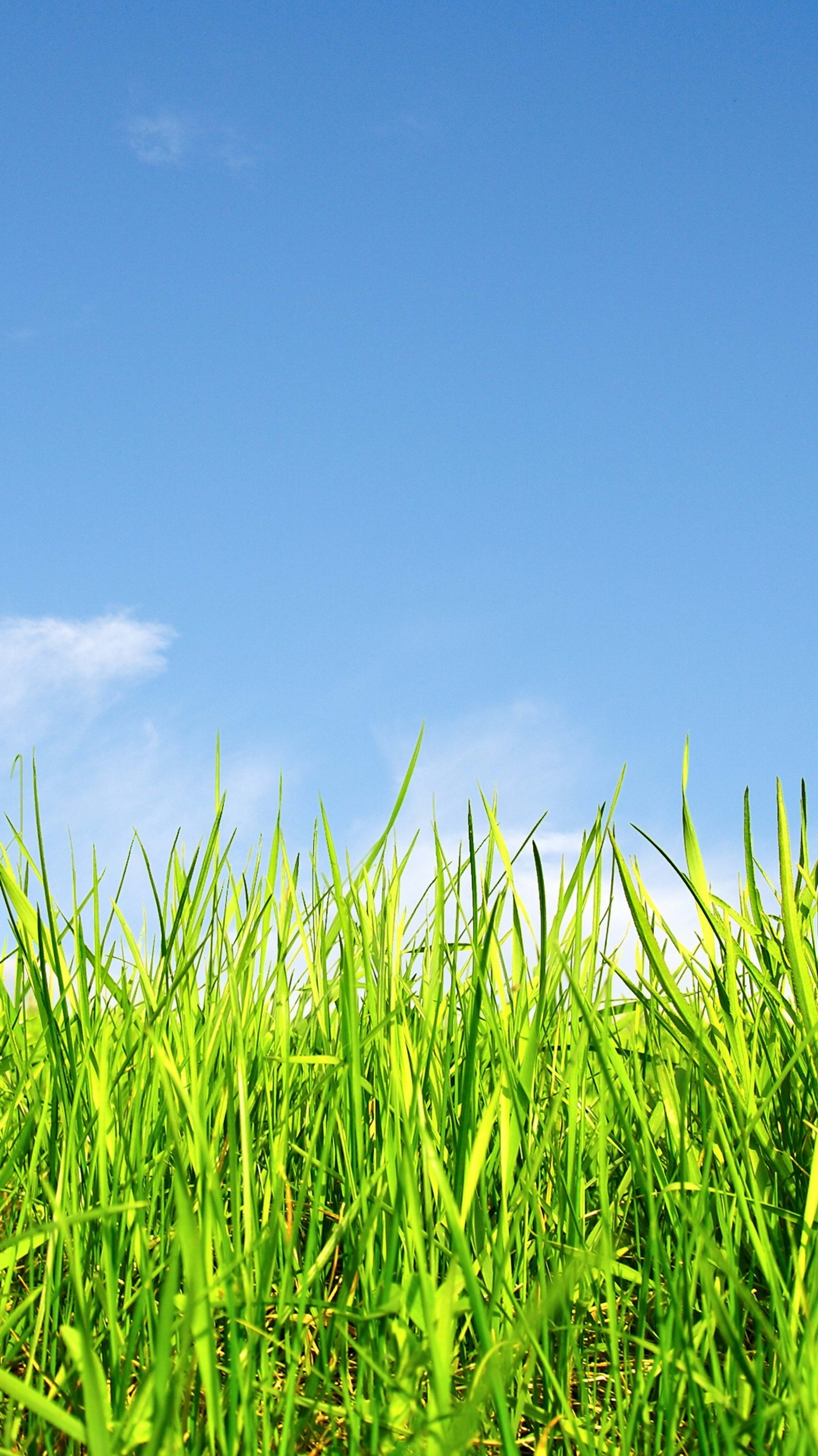 Grass and sky, Nature's beauty, Serene landscapes, Open fields, 1440x2560 HD Phone