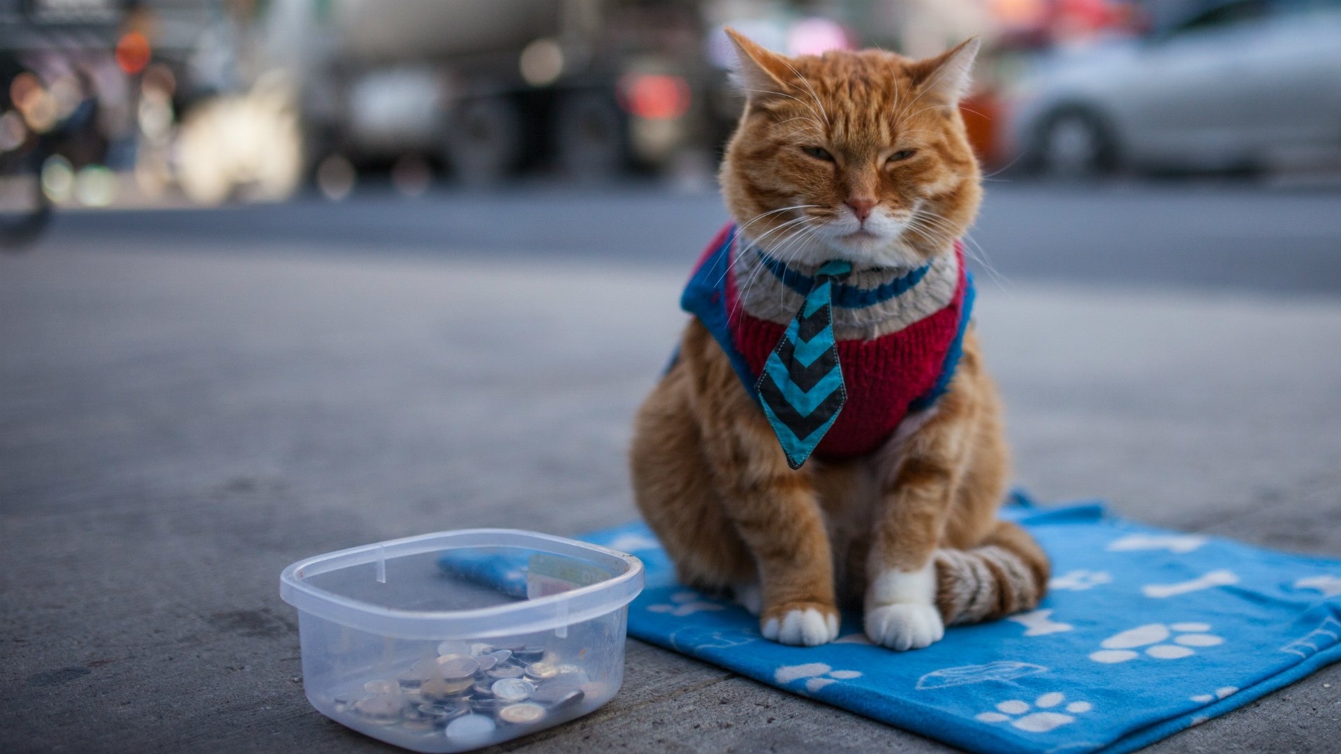 Street Cat Bob movie, Bob the cat, Dan Cronin, Wallpaper, 1920x1080 Full HD Desktop