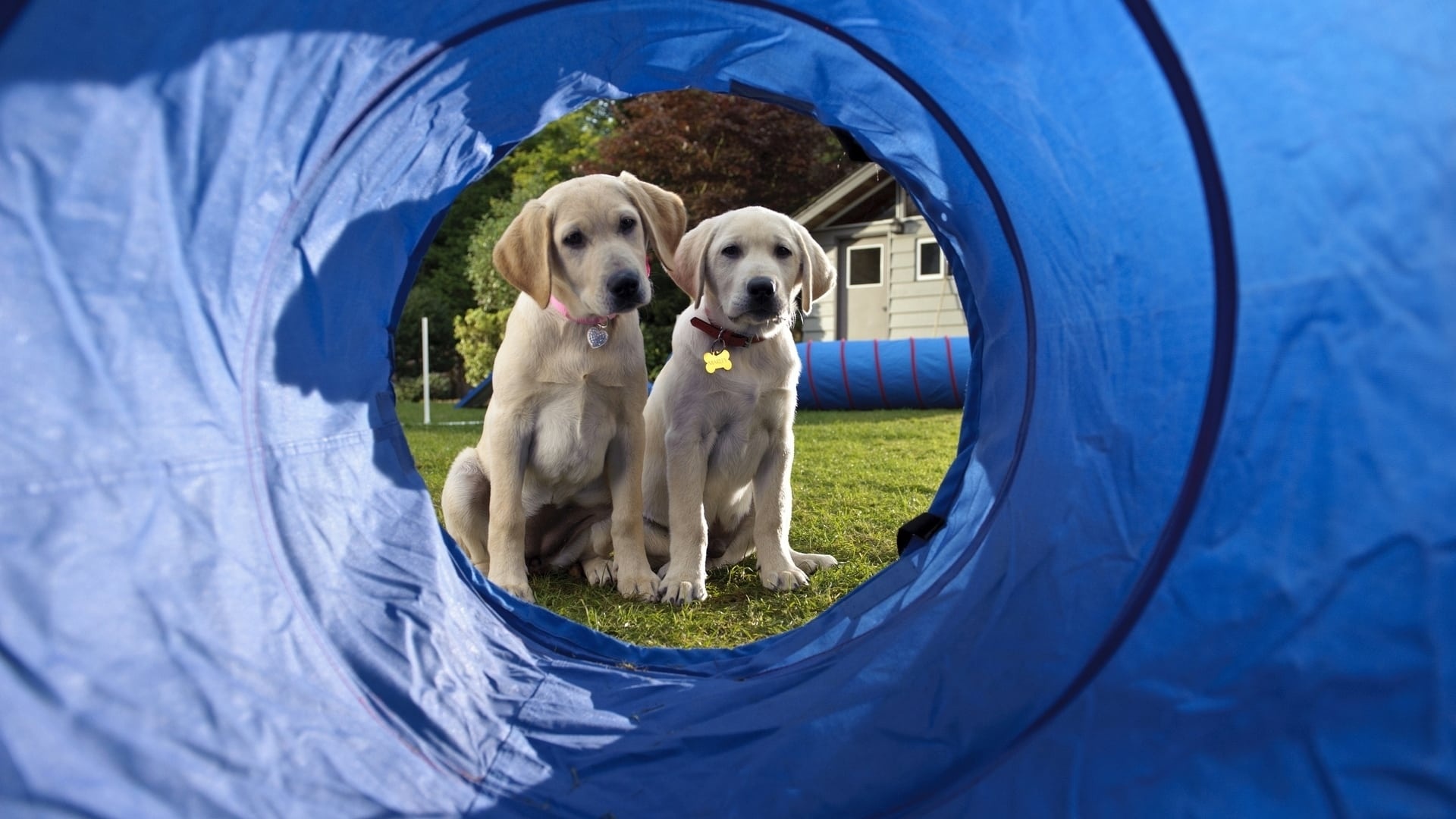 Marley and Me: The Puppy Years, Fun-filled adventure, Adorable puppies, Family-friendly, 1920x1080 Full HD Desktop