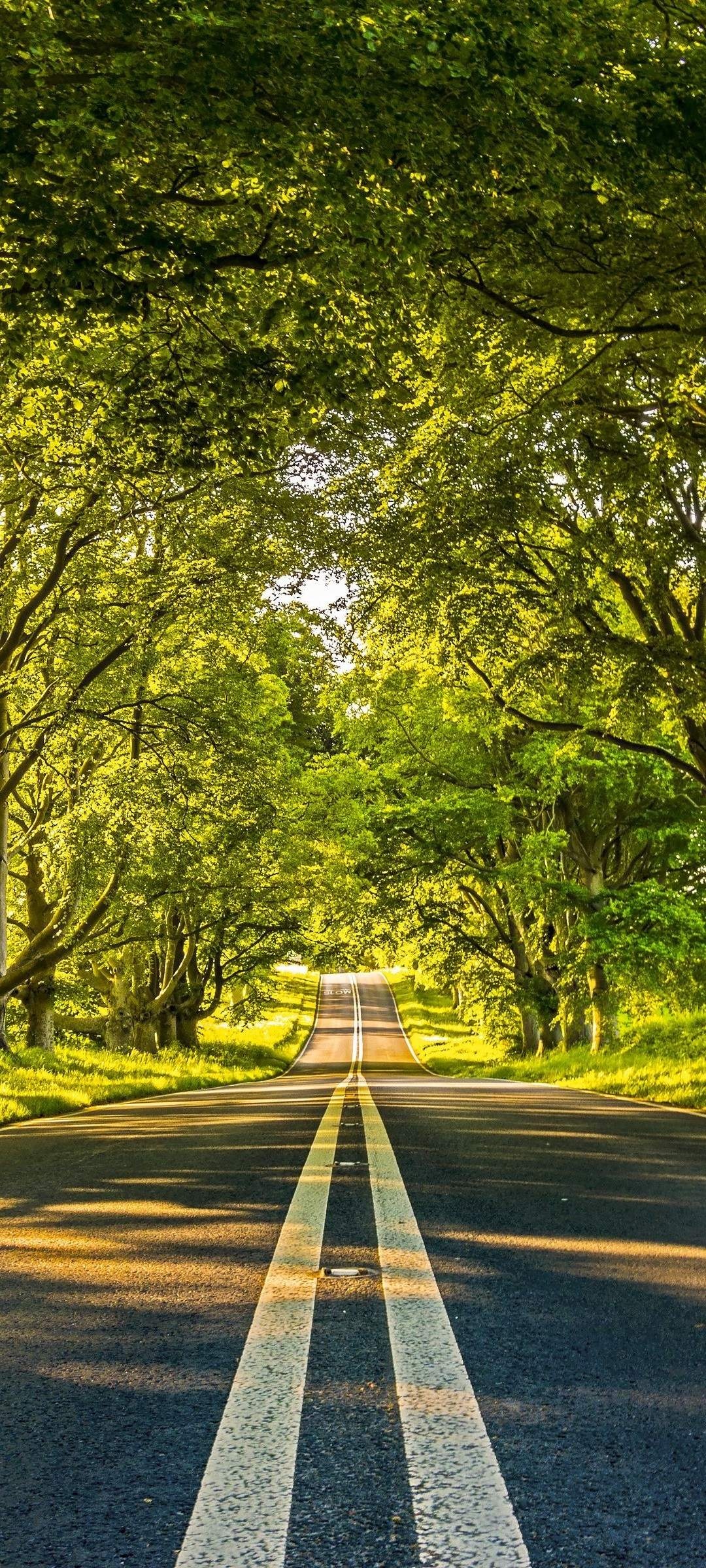 Kingston Lacy Beech Avenue, green beech tree tunnel, double white road lines, HD Phone wallpaper