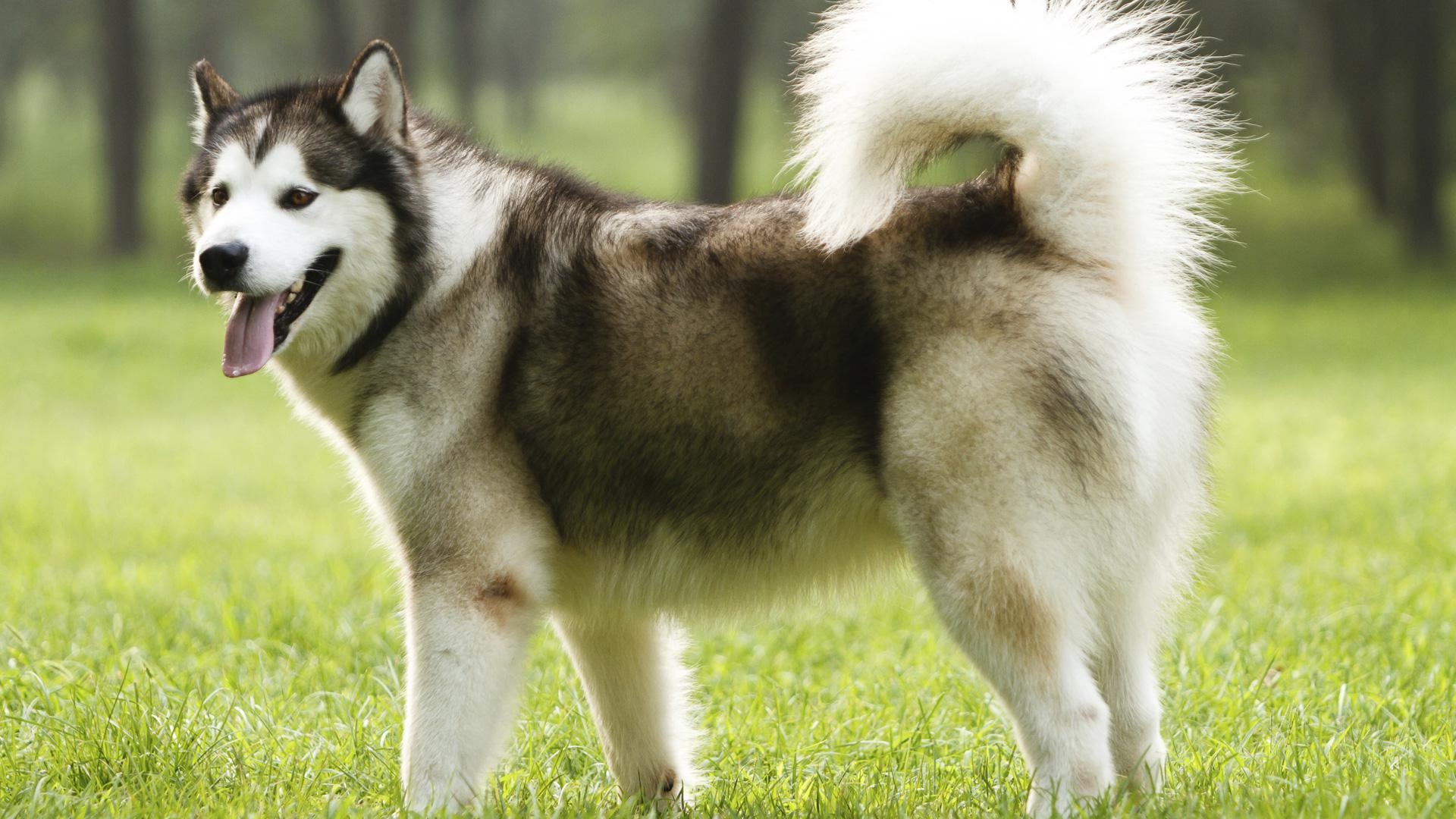 Alaskan Malamute wallpapers, Animal hq wallpapers, 4K wallpapers 2019, Alaskan Malamute pictures, 1920x1080 Full HD Desktop