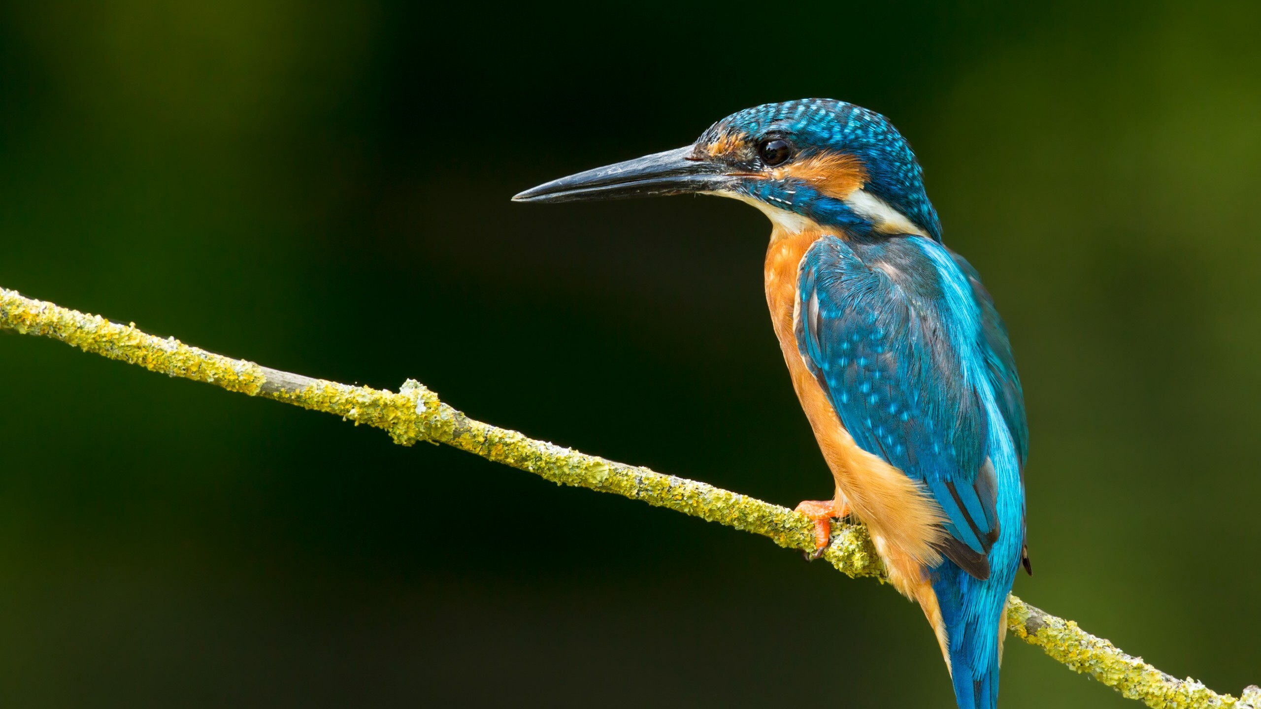 Kingfisher bird wallpaper, Background perfection, Stunning photography, Majestic bird, 2560x1440 HD Desktop