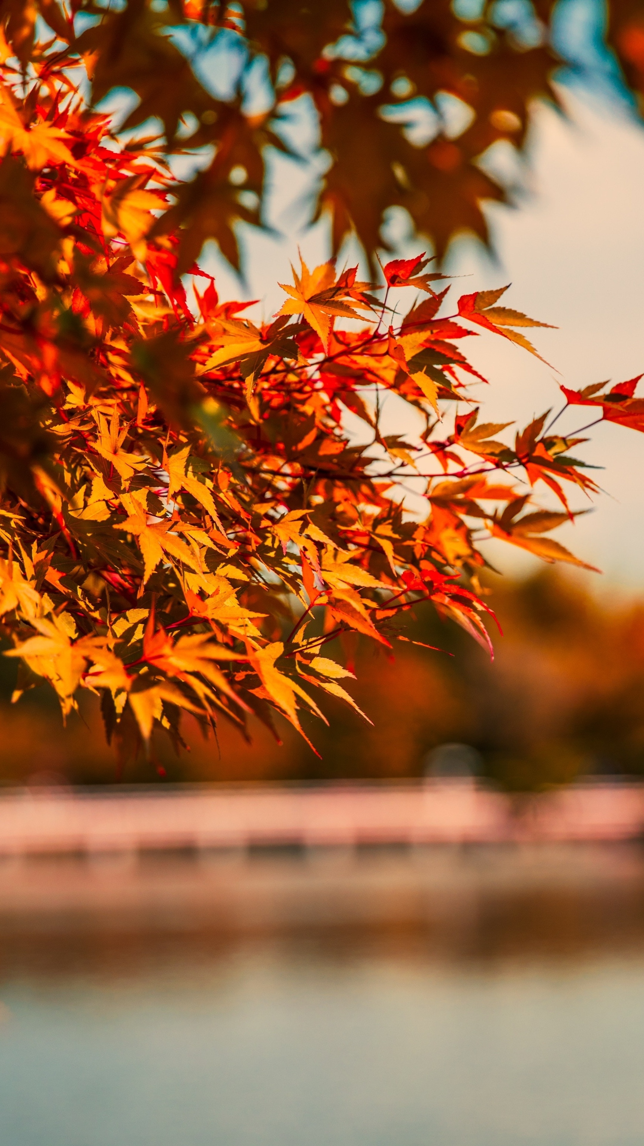 Maple tree, Autumn lake, 5K beauty, Sony Xperia X XZ Z5 Premium, 2160x3840 4K Phone