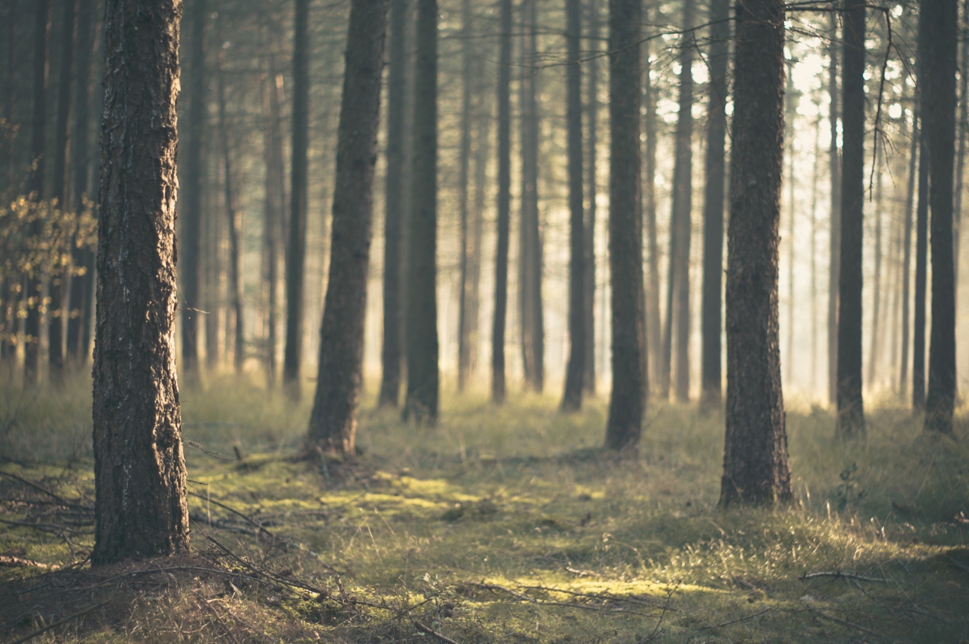 coniferous pine forest, mossy forest floor, filtered morning sunlight, HD Desktop wallpaper