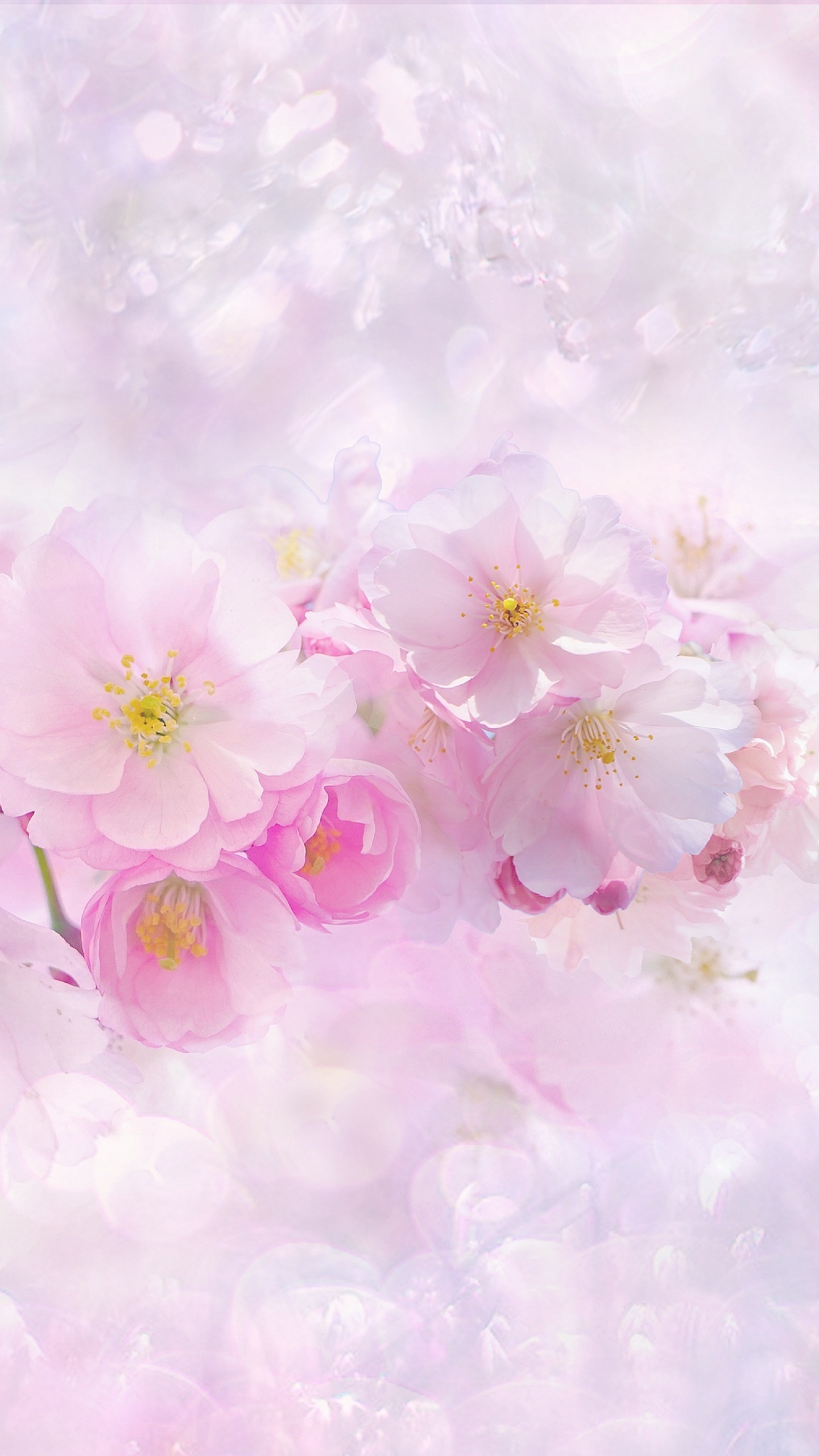 Pink sakura cherry blossoms, Blooming cherry blossom branch, Pastel pink bokeh lighting, HD Phone wallpaper