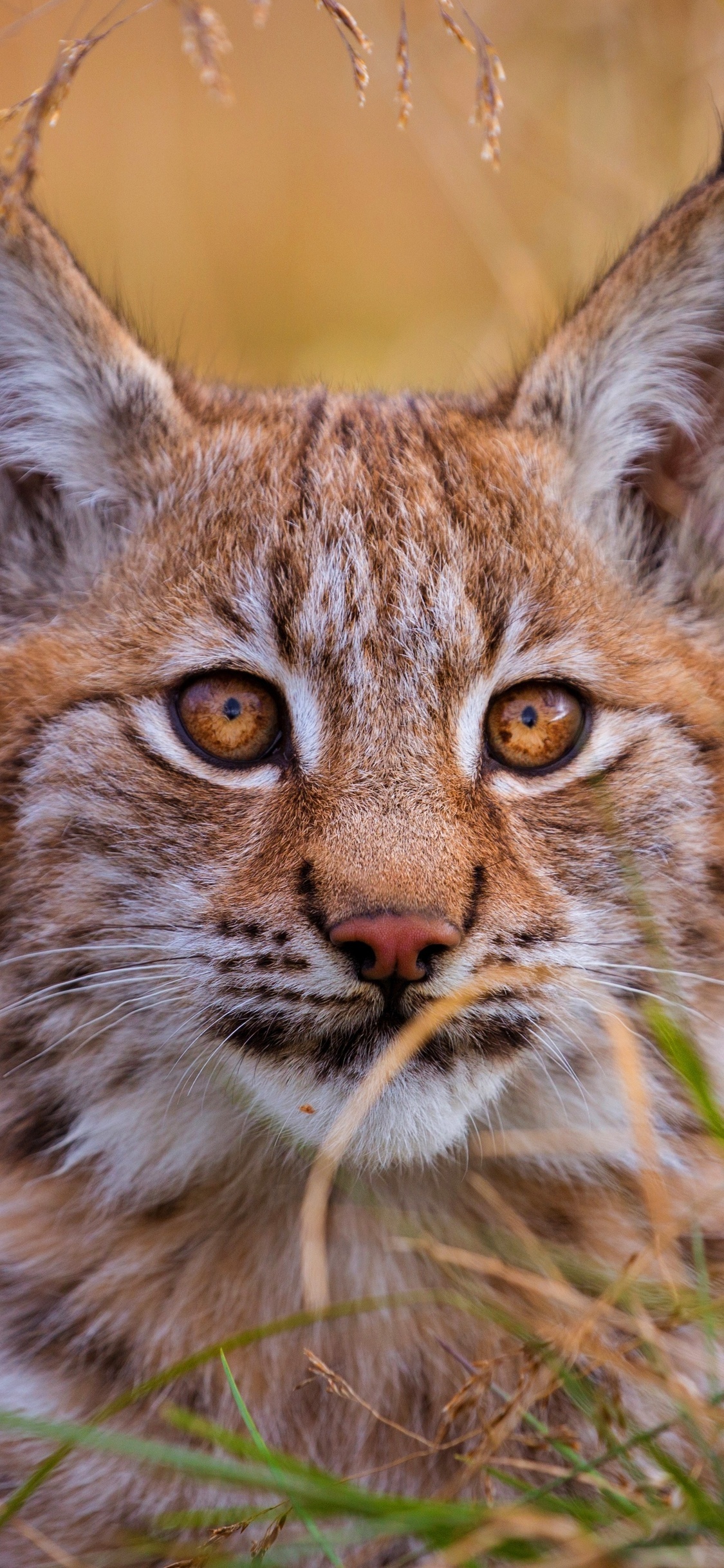 Lynx 5K, iPhone XS wallpaper, HD 4K images, Exquisite details, 1130x2440 HD Phone