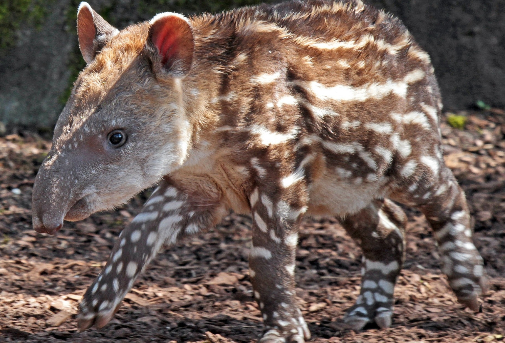 Tapir, HD wallpaper, Background image, Striking visuals, 2050x1390 HD Desktop