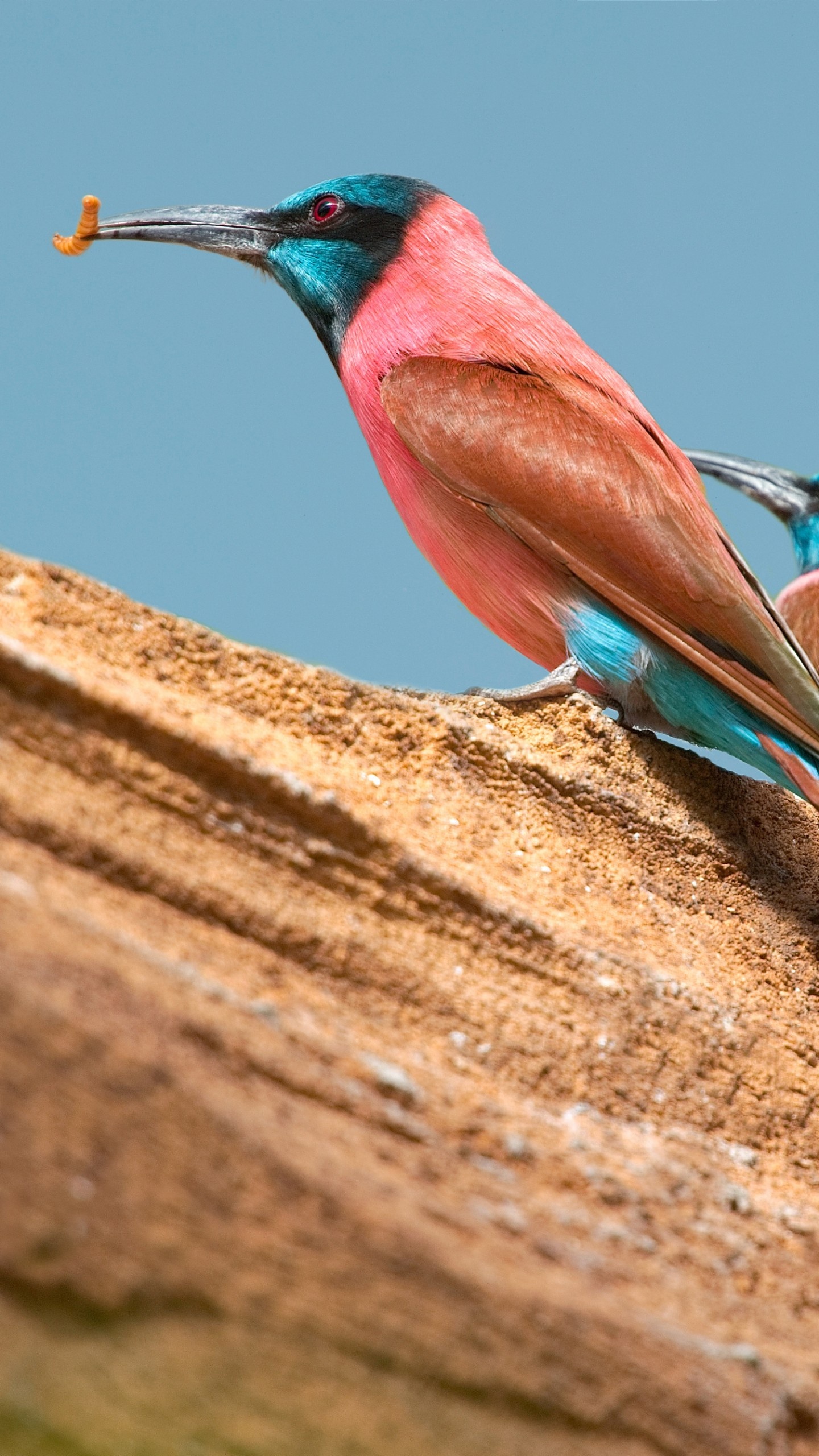 Central African Republic, Travels, Northern carmine bee eater, Nature animal birds, 1440x2560 HD Phone