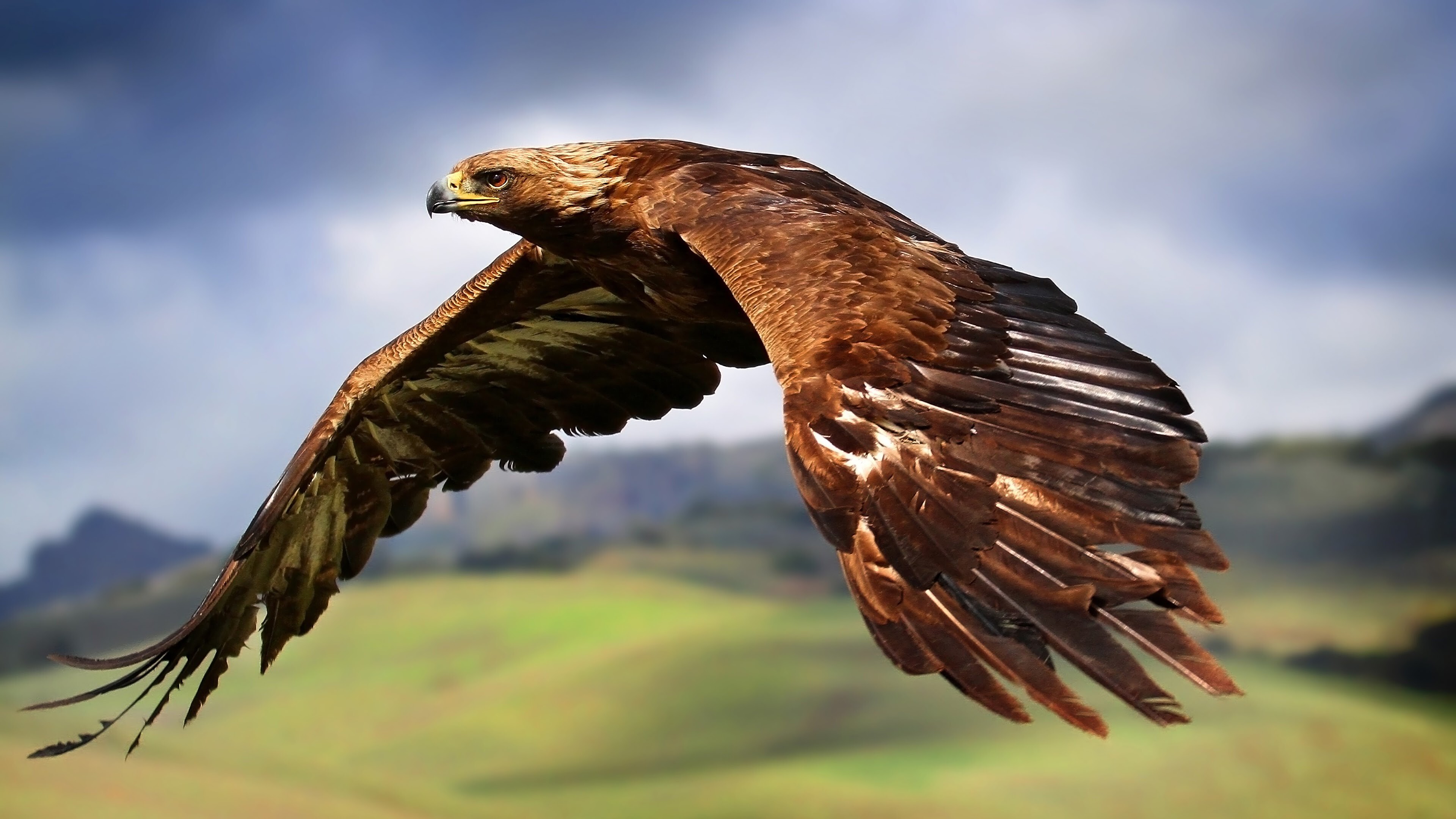 Flying Hawk in 4K, Aerial Majesty, Bird of Prey, Stunning Power, 3840x2160 4K Desktop