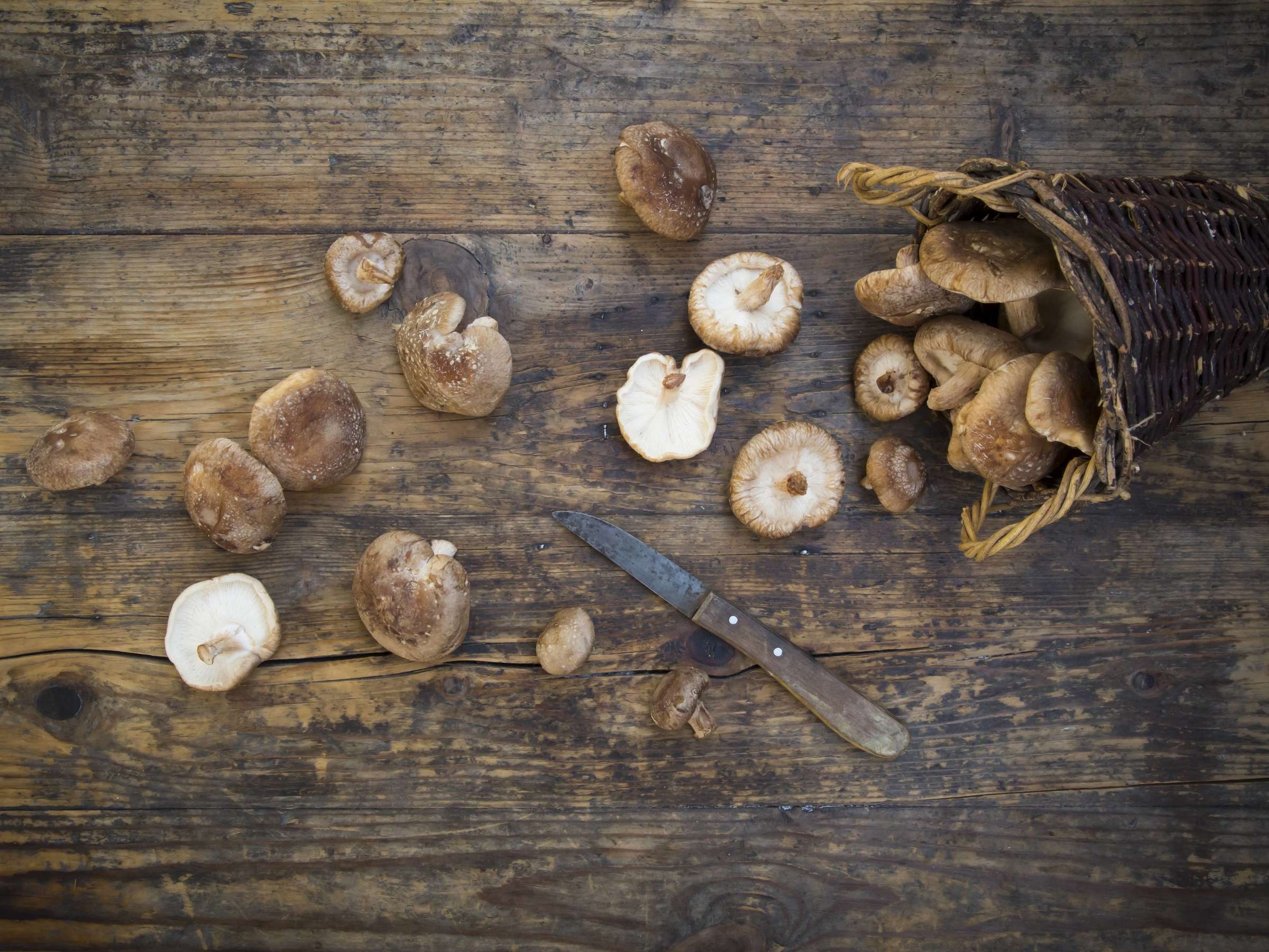 Heilpilz, Gesund, Shiitake, Pilz, 2400x1800 HD Desktop