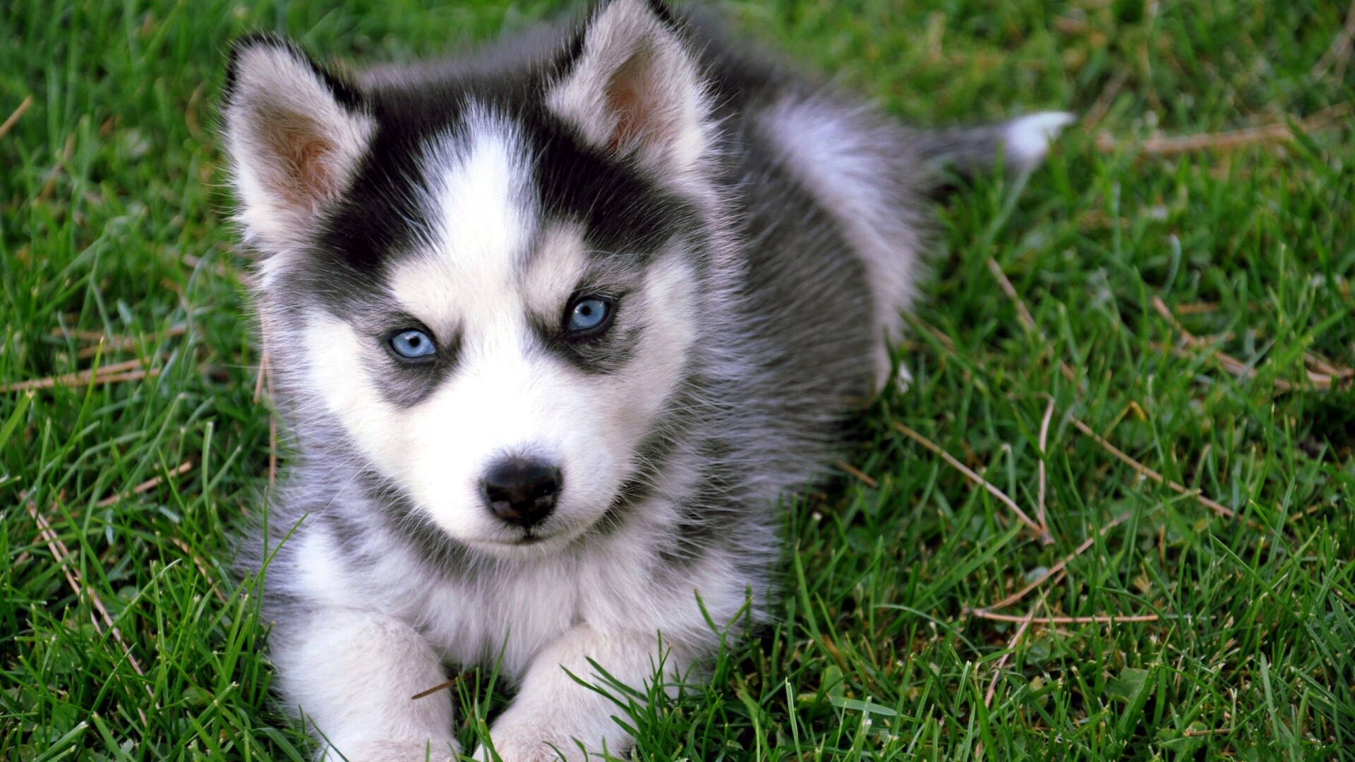 Alaskan Klee Kai, Puppies Wallpaper, 1920x1080 Full HD Desktop