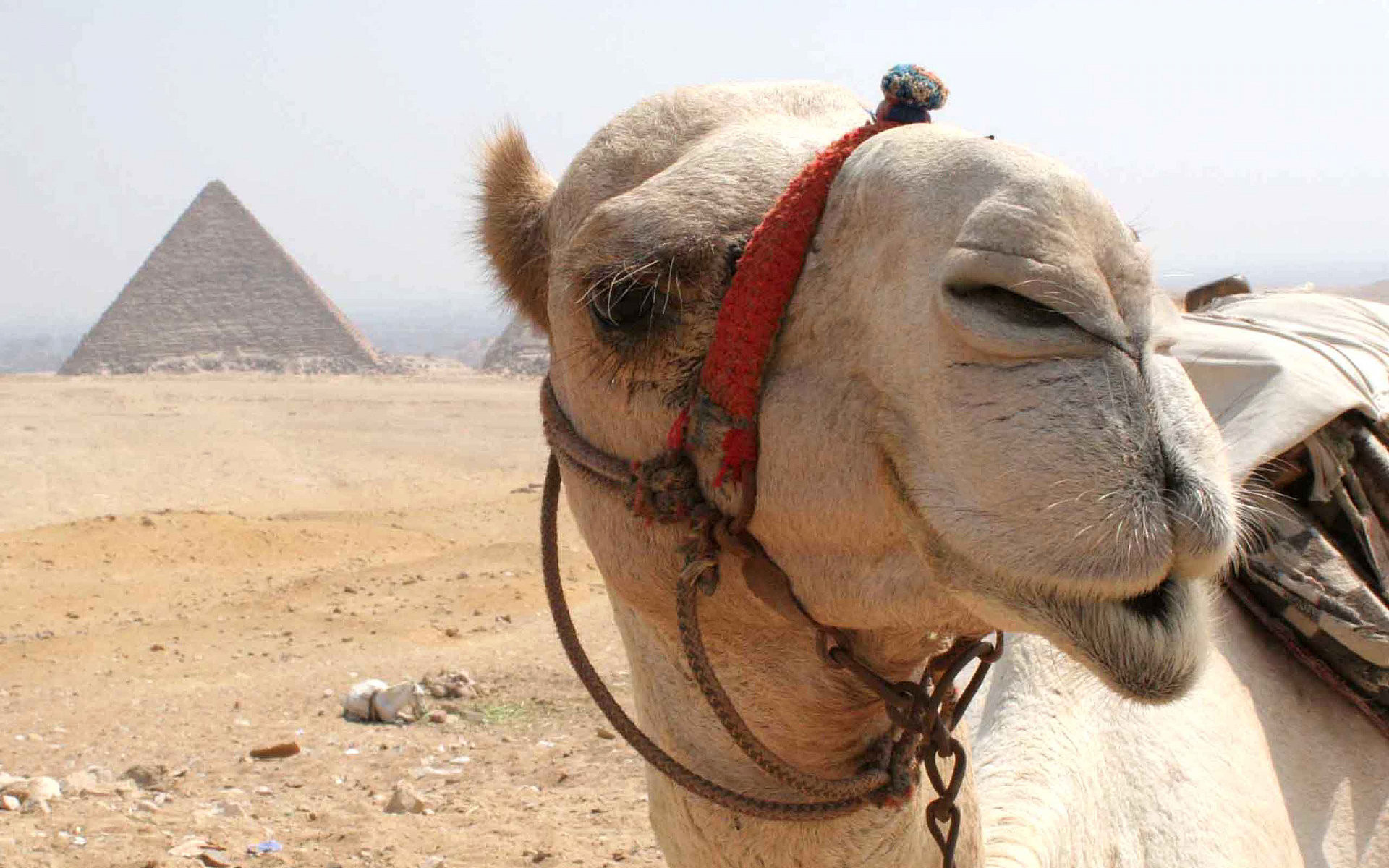 Camel face wallpaper, Close-up portrait, 1920x1200 HD Desktop