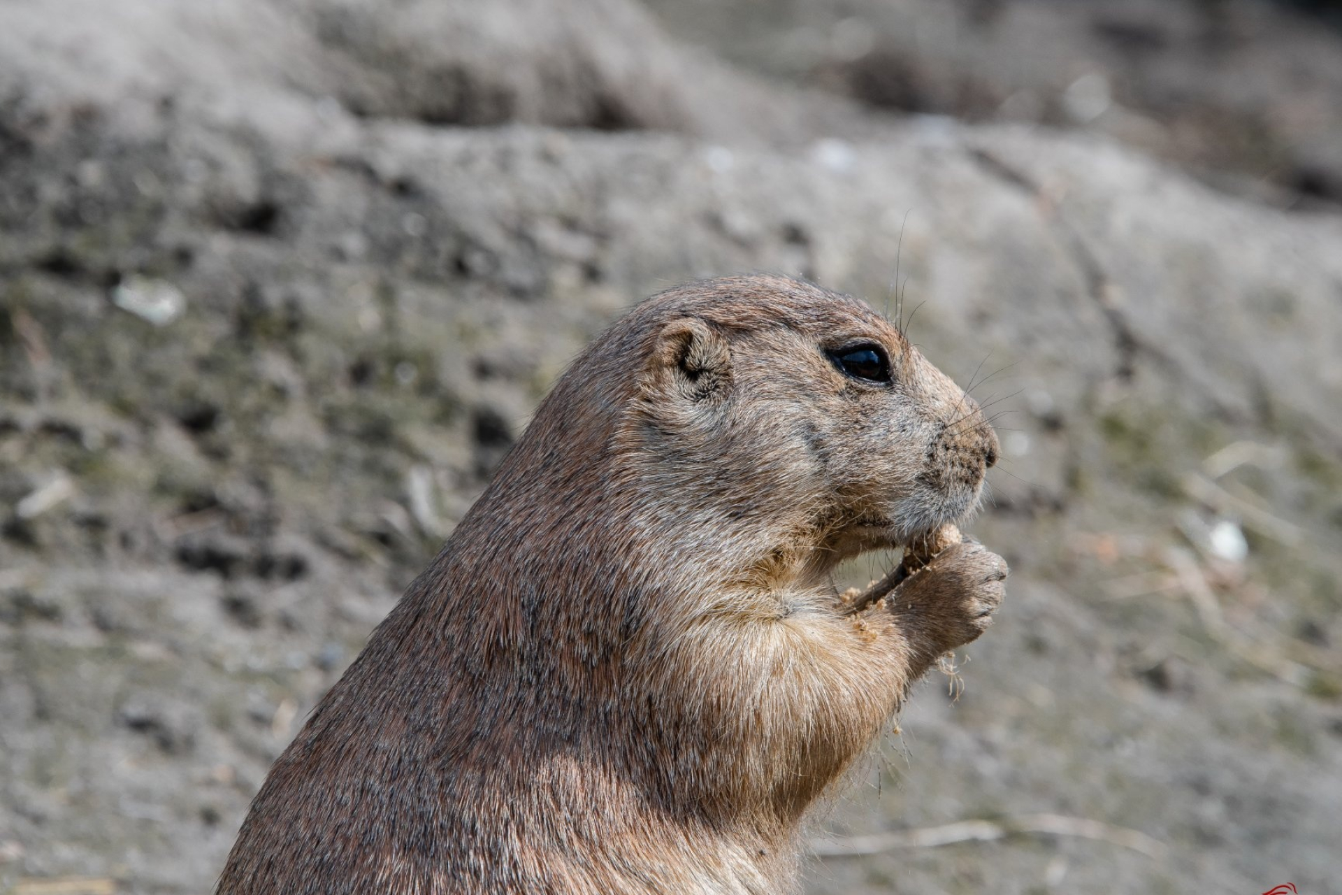Ultra HD wallpaper, Prairie Dog's charm, Adorable creature, Stunning image, 1920x1280 HD Desktop