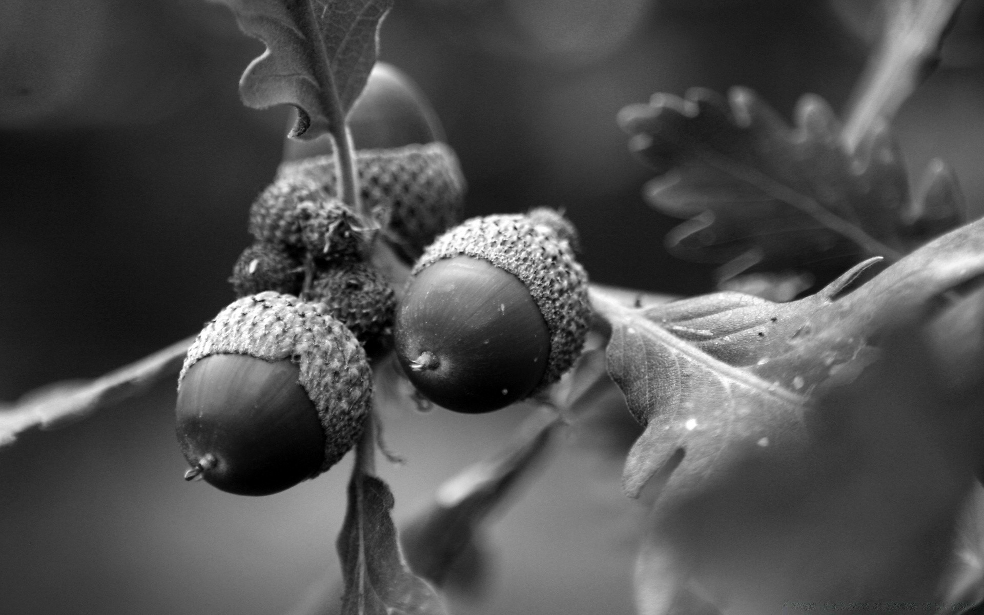 Monochrome, Acorns Wallpaper, 1920x1200 HD Desktop